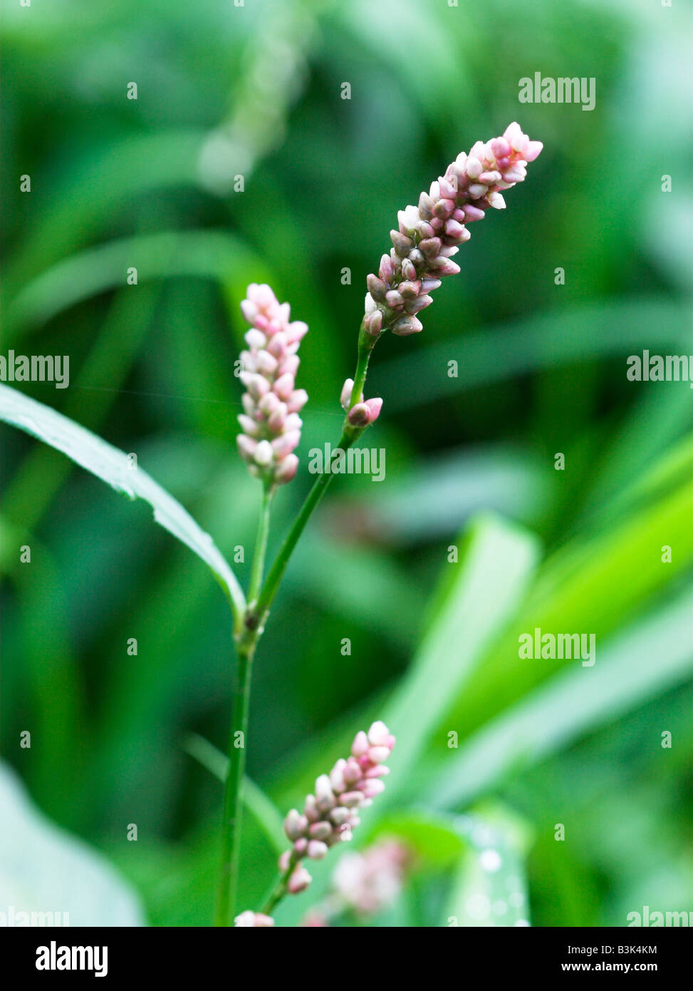 Redshank Polygonum persicaria Stock Photo