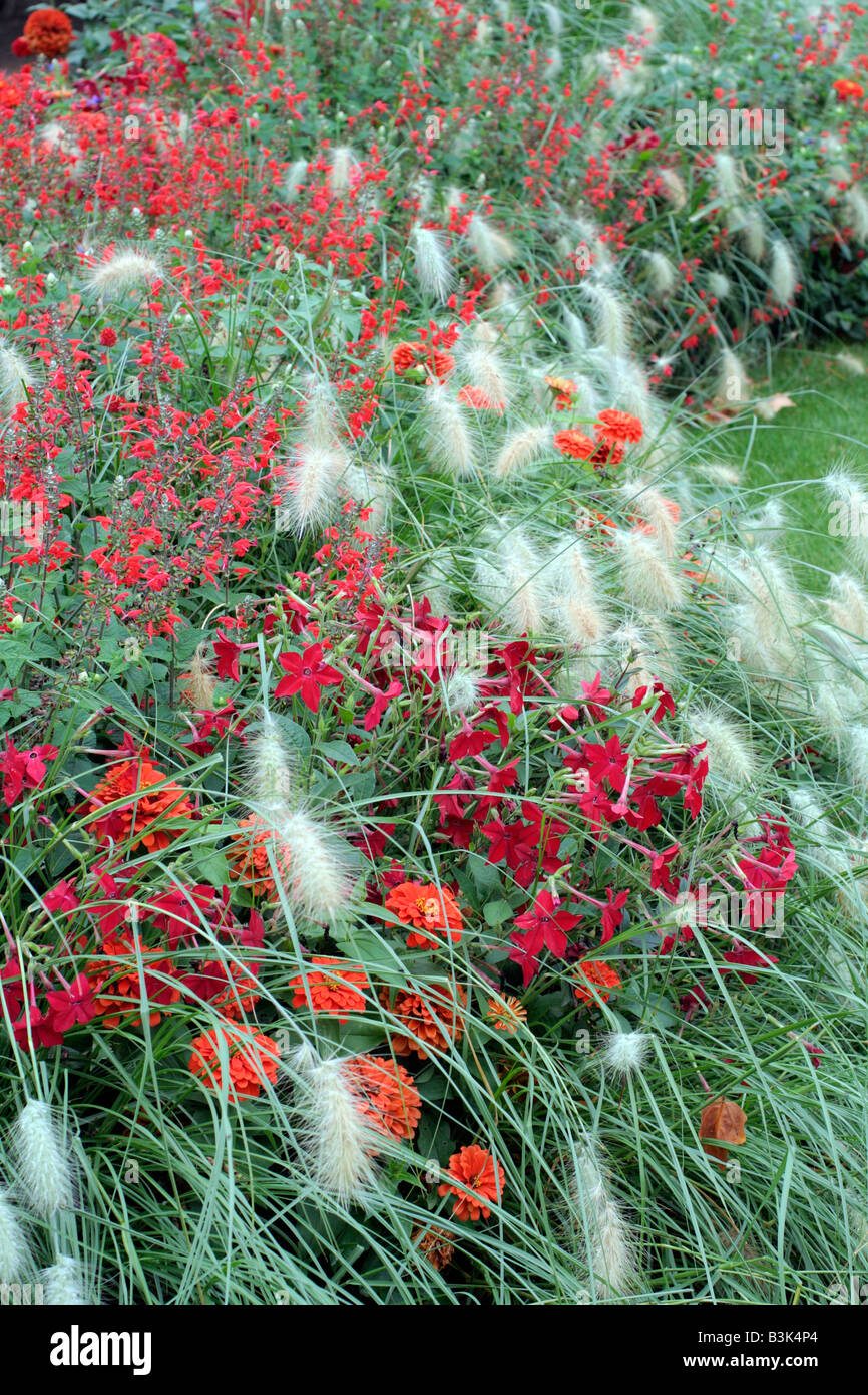 MUNICIPAL AMENITY PLANTINGS AT AMBOISE LOIRE VALLEY USING PENNISETUM VILLOSUM NICOTIANA X SANDERAE AND SALVIA COCCINEA Stock Photo