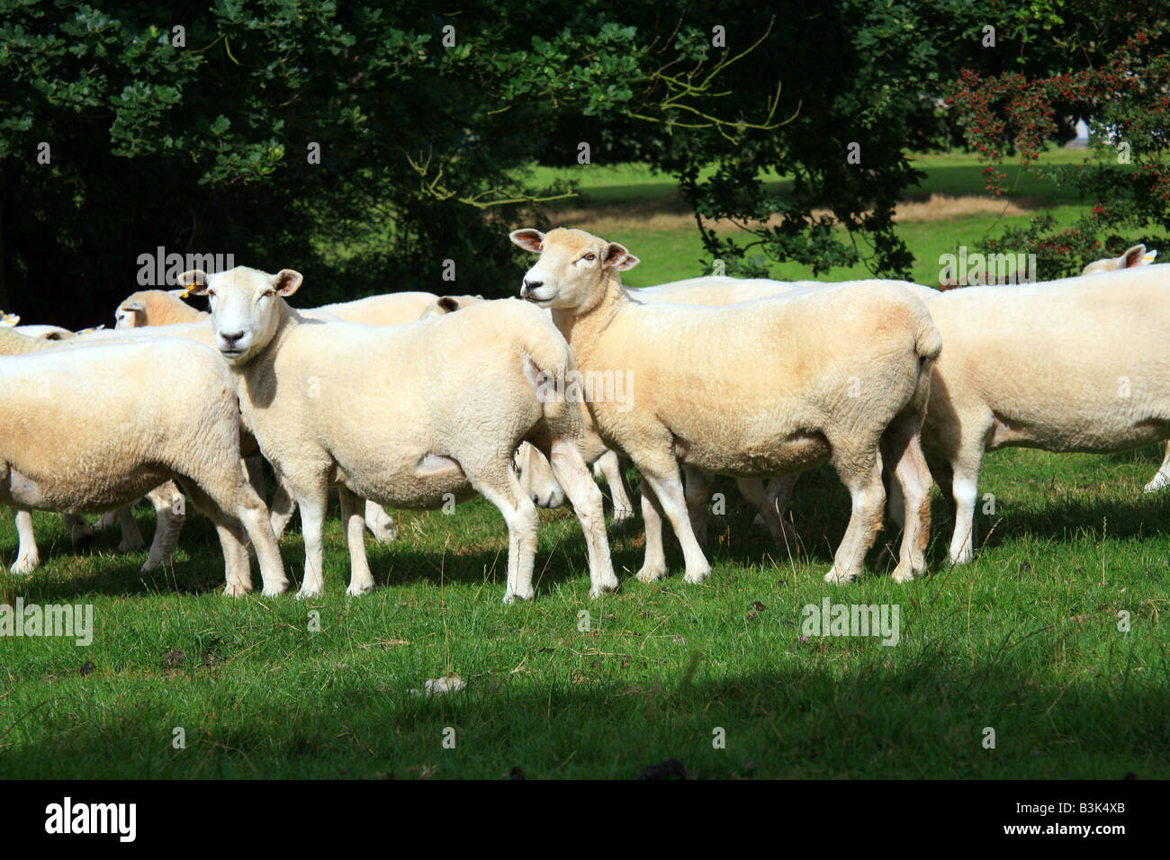 Sheep near Royal Millitary Canal, Appledore, Romney Marsh, Kent Stock Photo