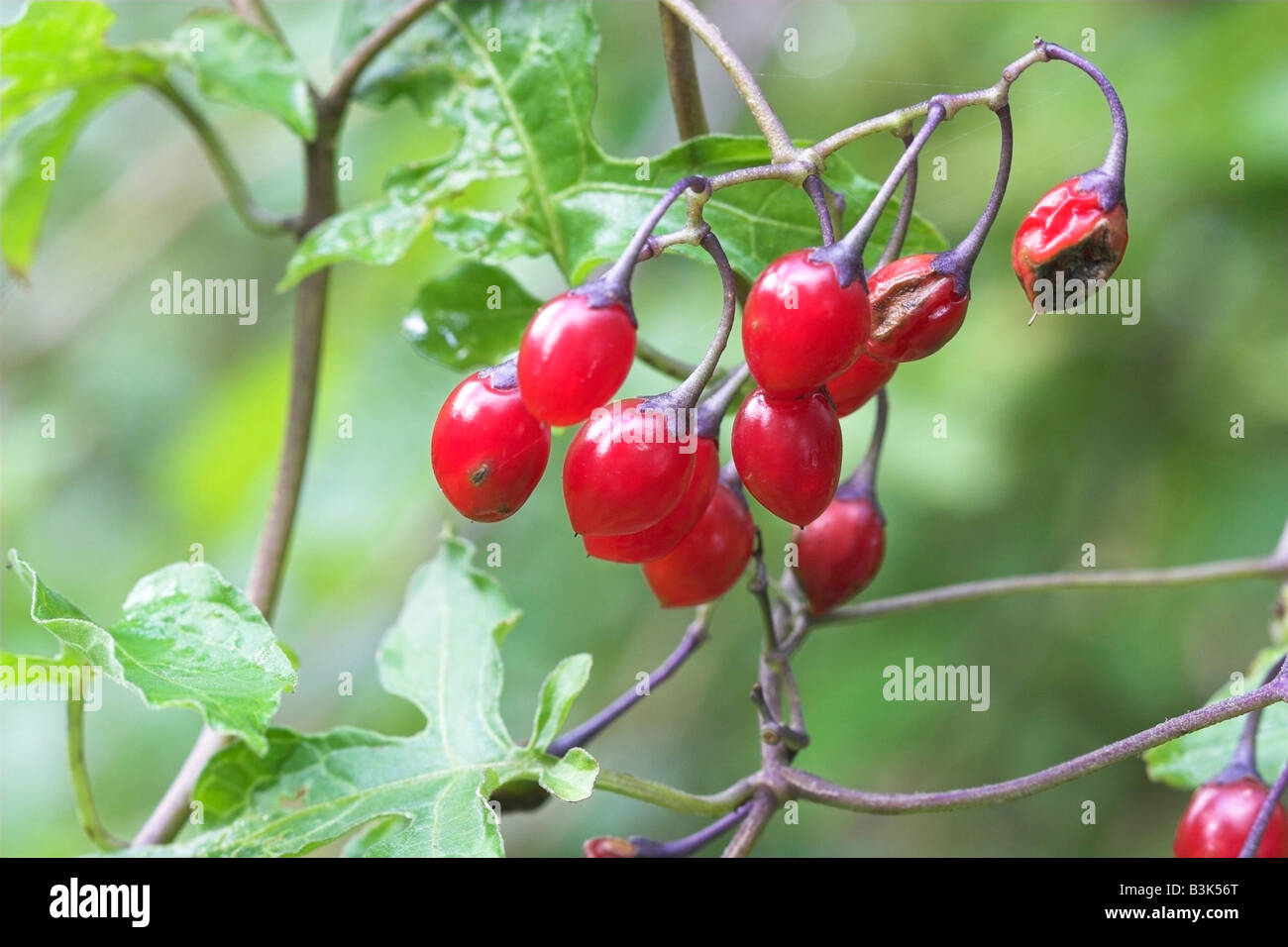 Ripe Bittersweet or Woody Nightshade berries Solanum dulcamara Stock