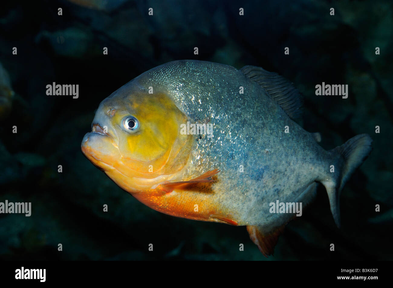 Piranha Serrasalmus sp captive Stock Photo Alamy