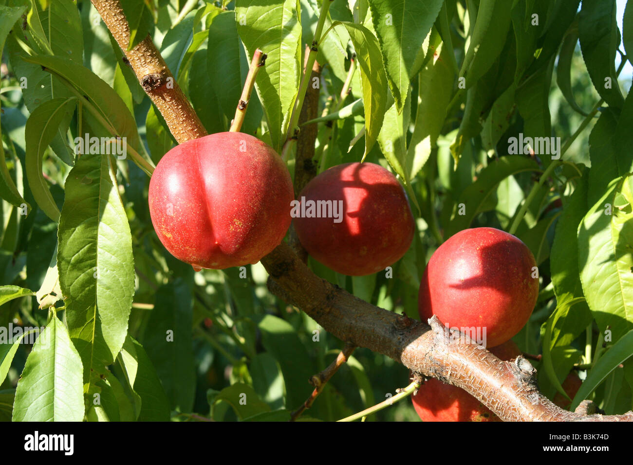 Nectarines Orchard Western Michigan USA Stock Photo