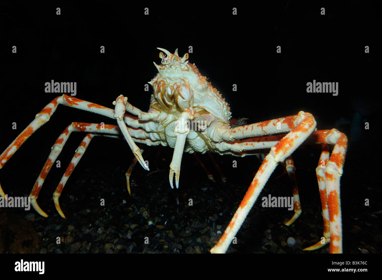Japanese spider crab Macrocheira kaempferi captive Stock Photo