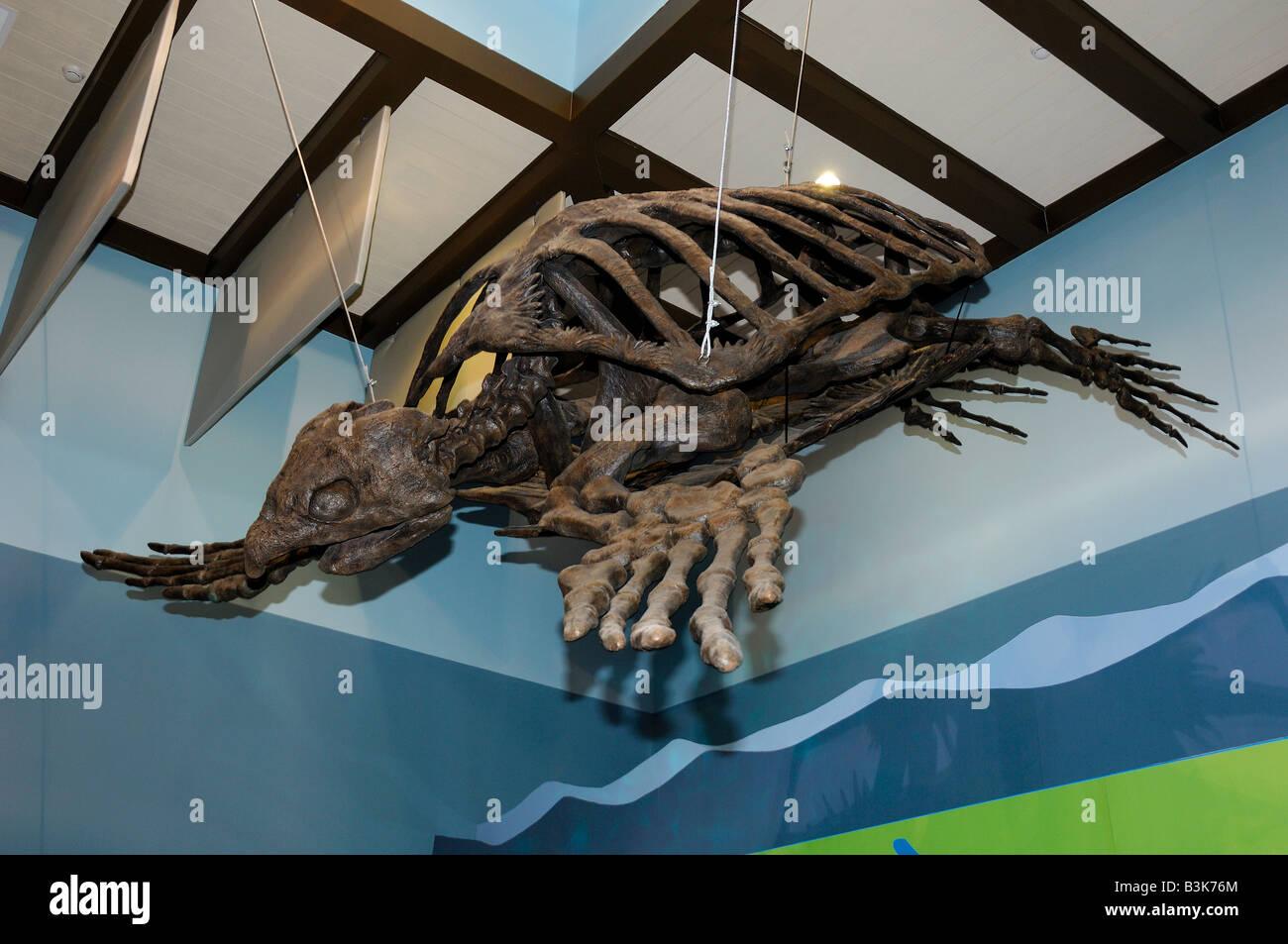Ancient Archelon sea turtle skeleton from the Cretaceous period Florida Stock Photo