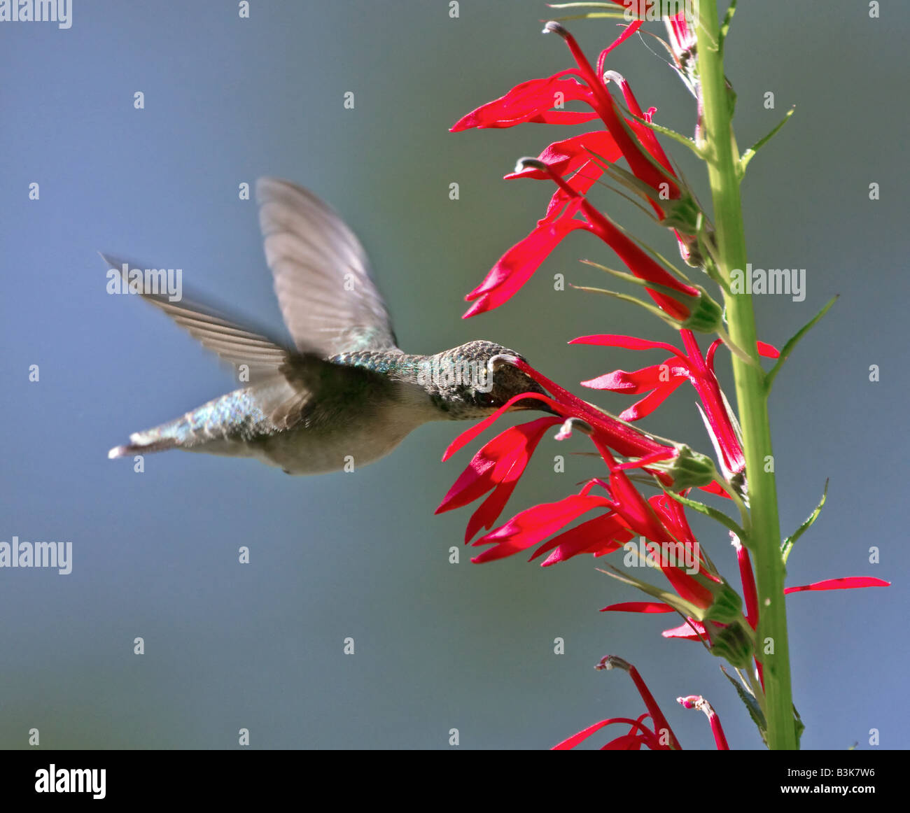 A Ruby-Throated Hummingbird feeding from red Penstemon flowers on a summers day. Stock Photo