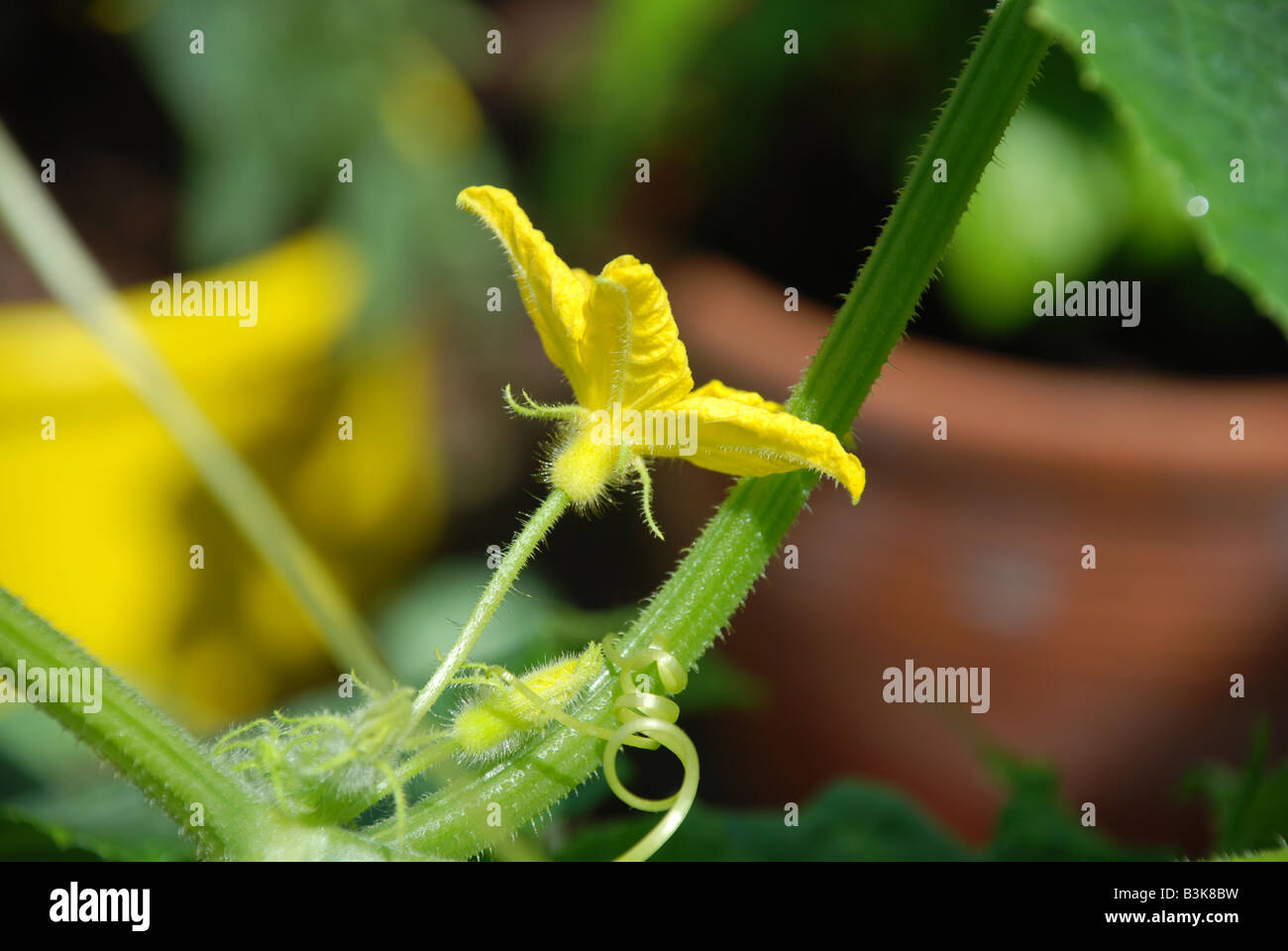Flower of a cucumber plant Stock Photo Alamy