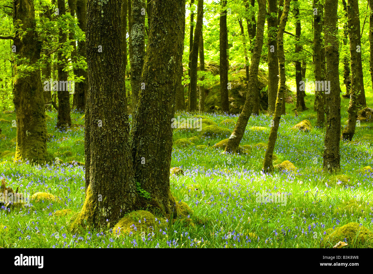 England Cumbria Lake District National Park A blanket of flowering Bluebells growing in woodland in Dunnerdale Forest. Stock Photo