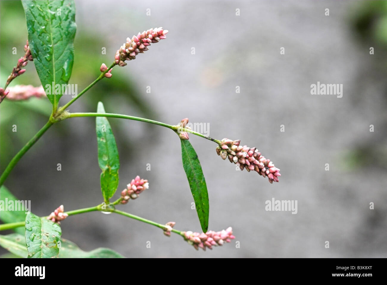 Redshank Polygonum persicaria Stock Photo