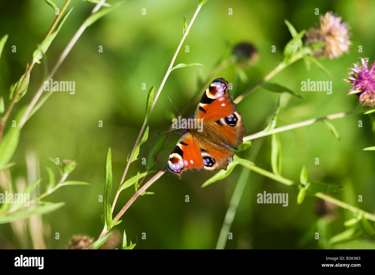 Peacock butterfly Inachis io on a sunny summers day Shropshire England United Kingdom GB Great Britain British Isles Europe EU Stock Photo