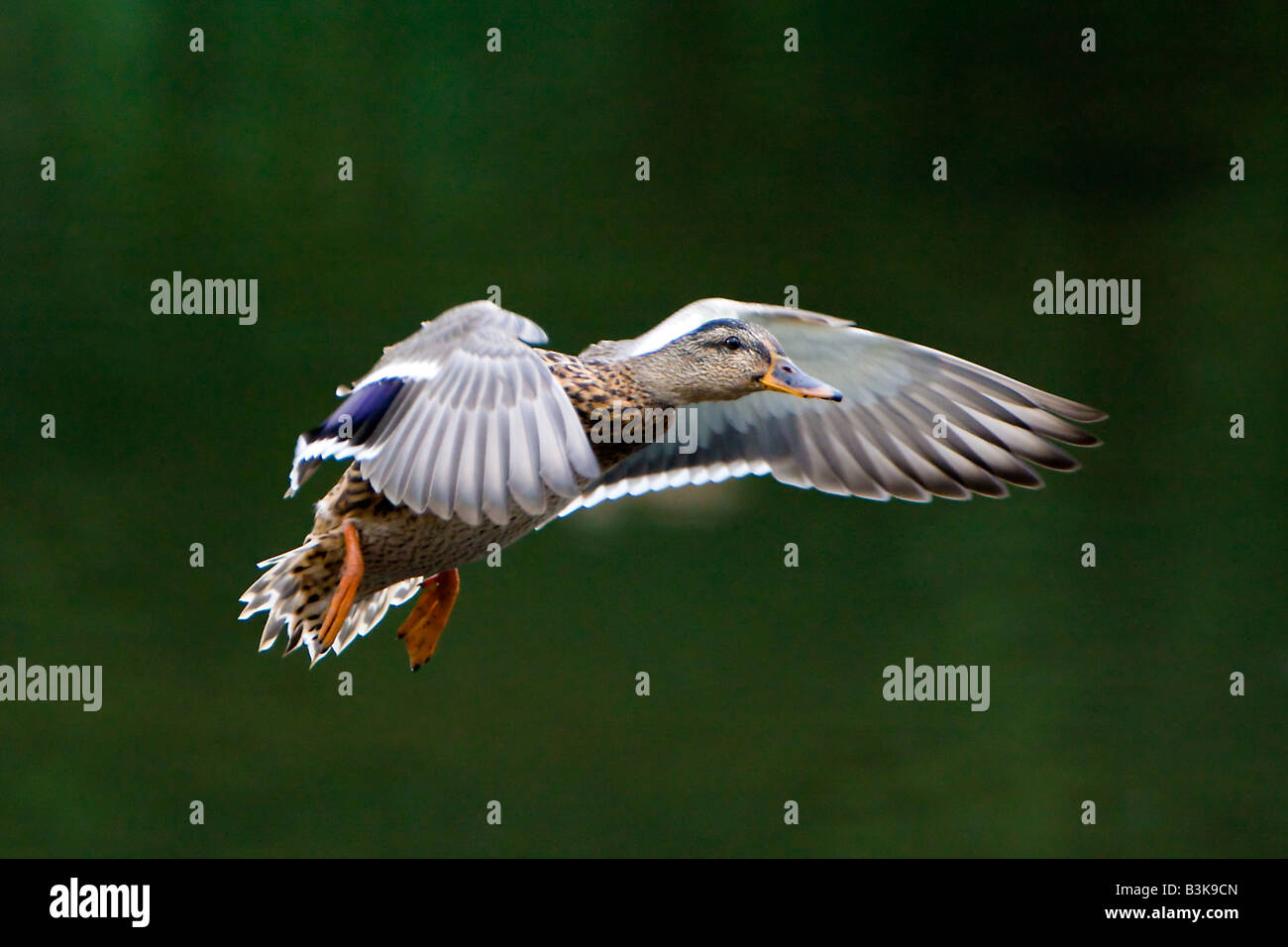 Female Mallard Duck Anas platyrhynchos in flight Anatidae bird Copy Space Stock Photo