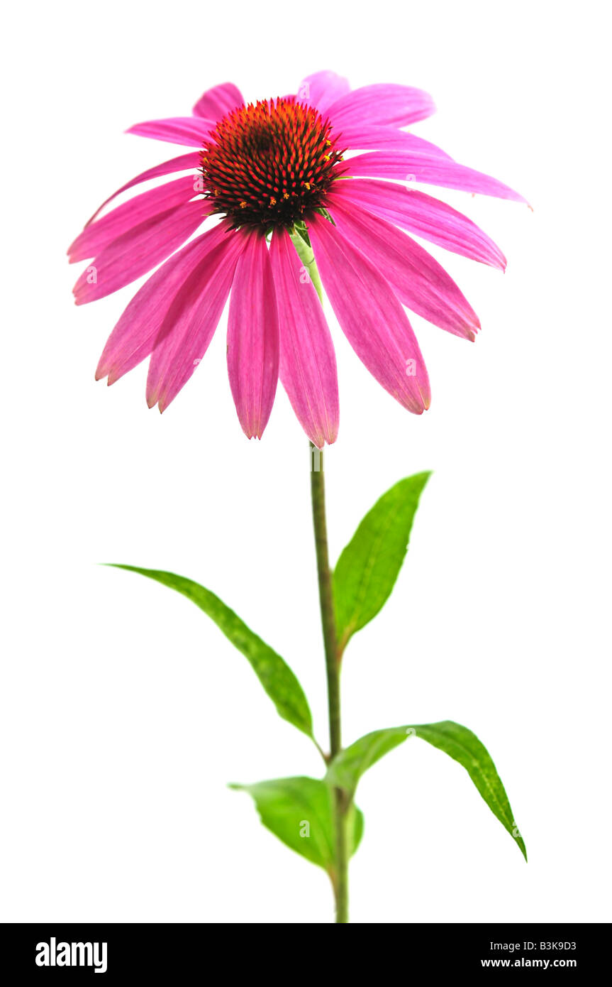 Blooming medicinal herb echinacea purpurea or coneflower isolated on white background Stock Photo