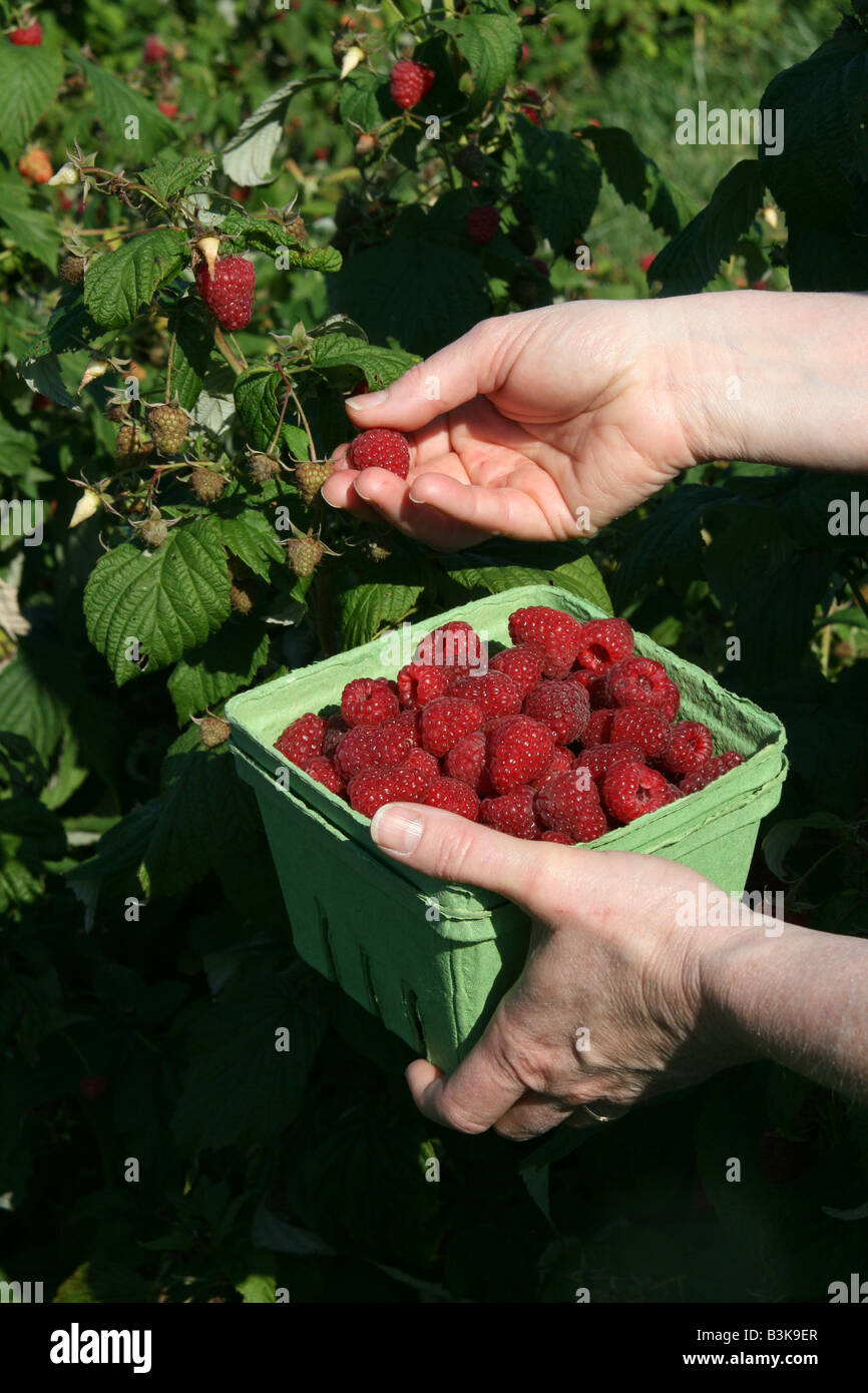 Picking raspberries at orchard, S Michigan USA by Carol Dembinsky ...