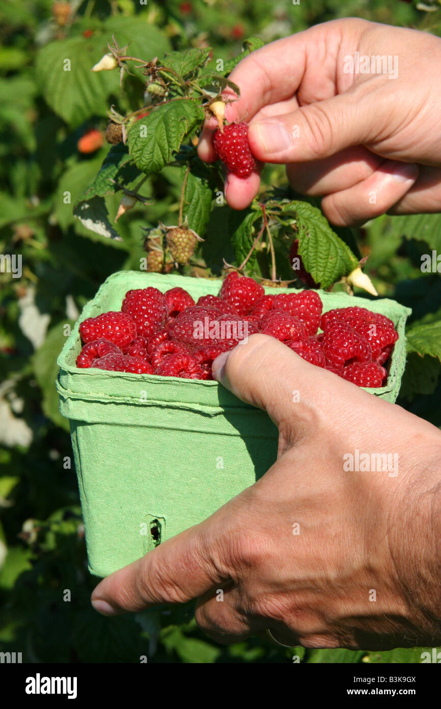 Picking raspberries at orchard, S Michigan USA by Carol Dembinsky ...