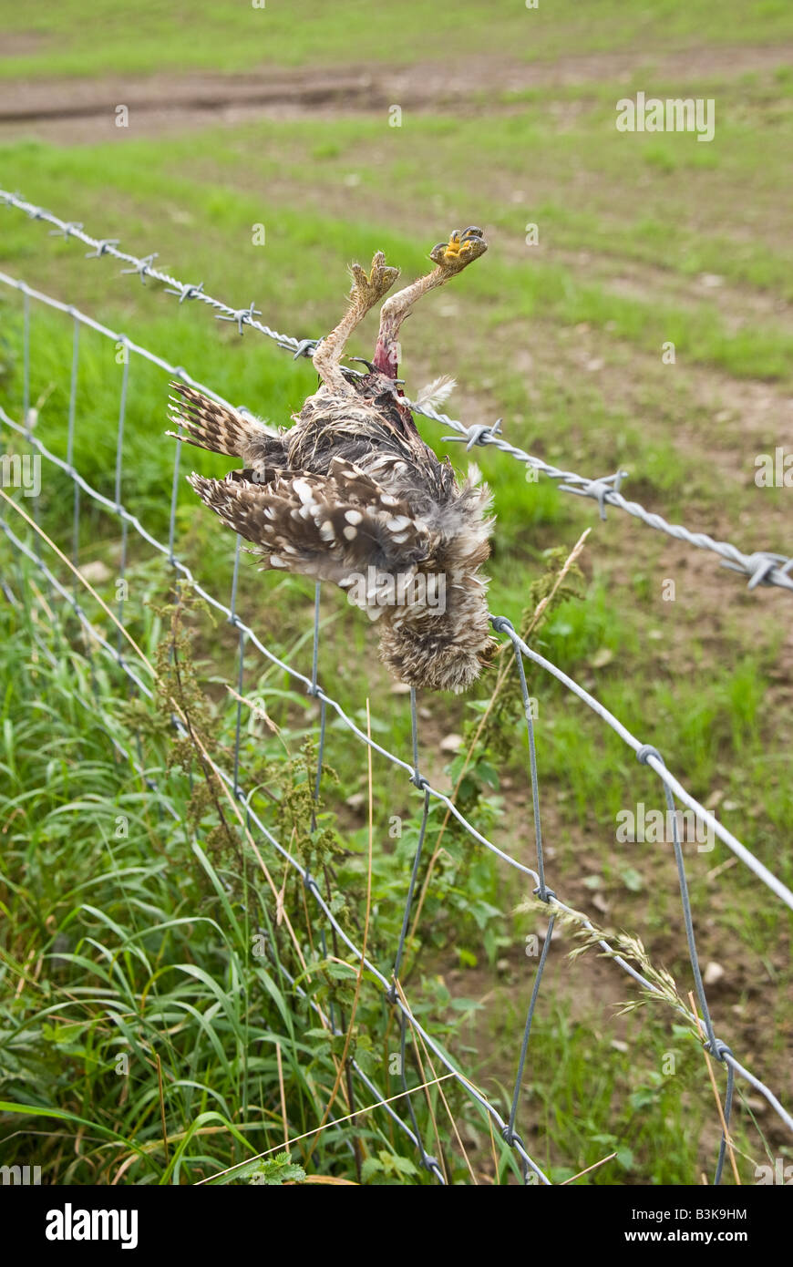 Dead Little Owl hanging from a barbed wire fence Stock Photo Alamy