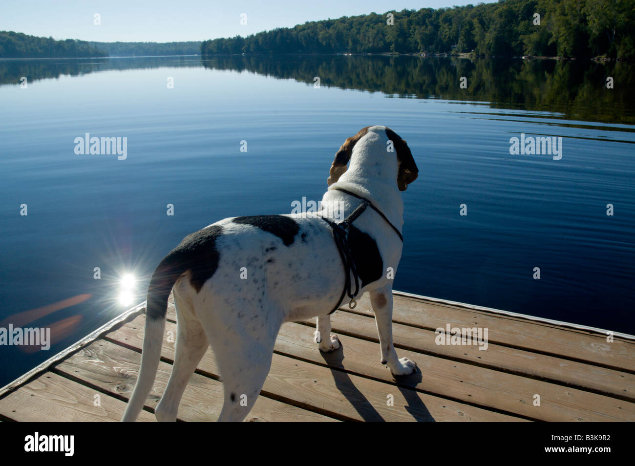 Hound dog looking out over a calm pristine lake from a dock Stock Photo