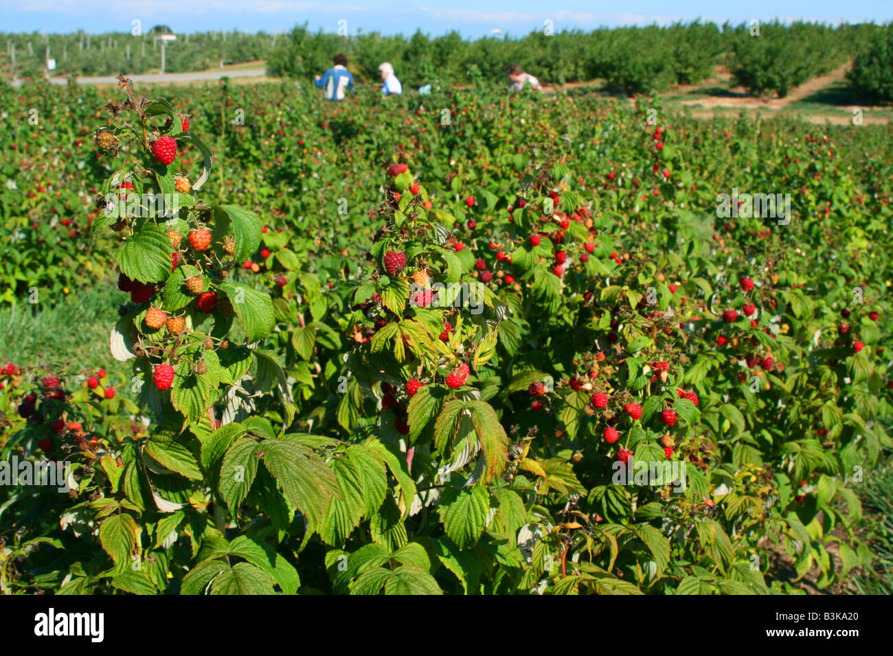 Raspberry patch at orchard, S Michigan USA Stock Photo Alamy