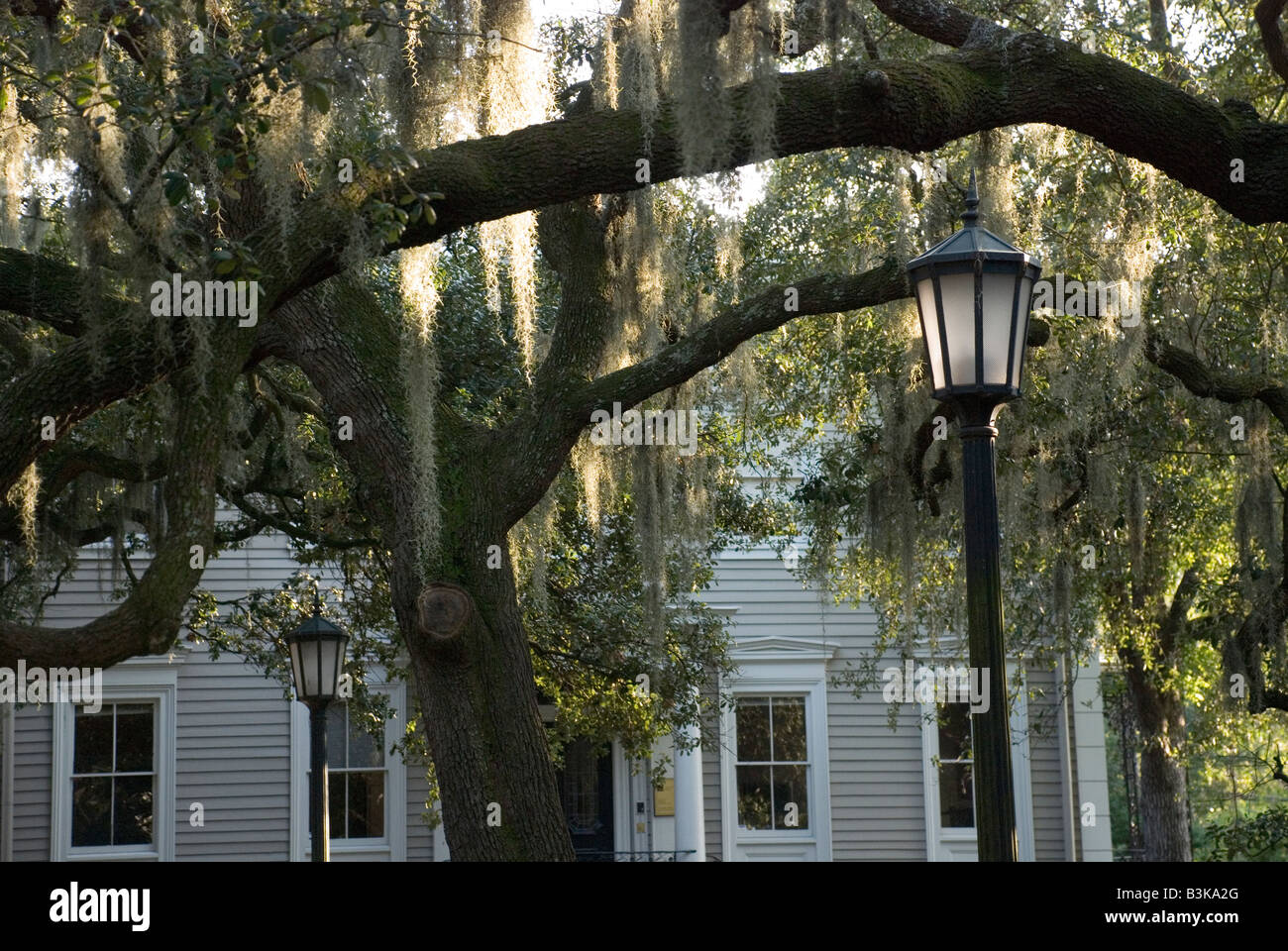 Spanish moss trailing from an oak tree in front of a clapboard house
