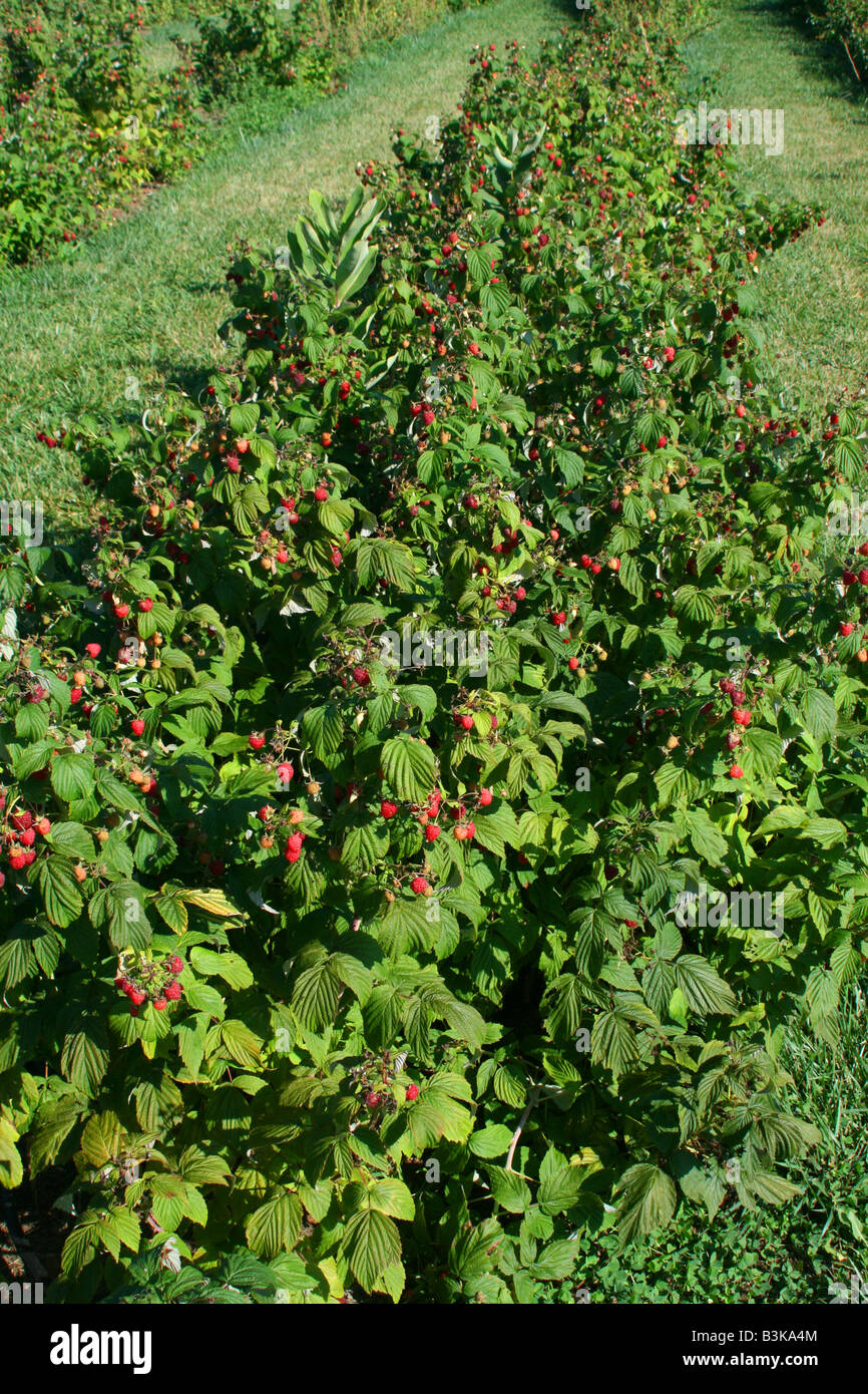 Raspberry patch at orchard, S Michigan USA Stock Photo Alamy