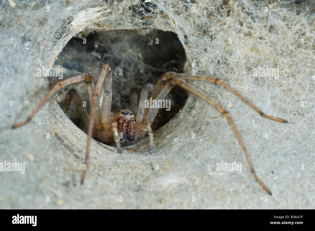 House spider Tegenaria domestica in tubular retreat Britain Stock Photo