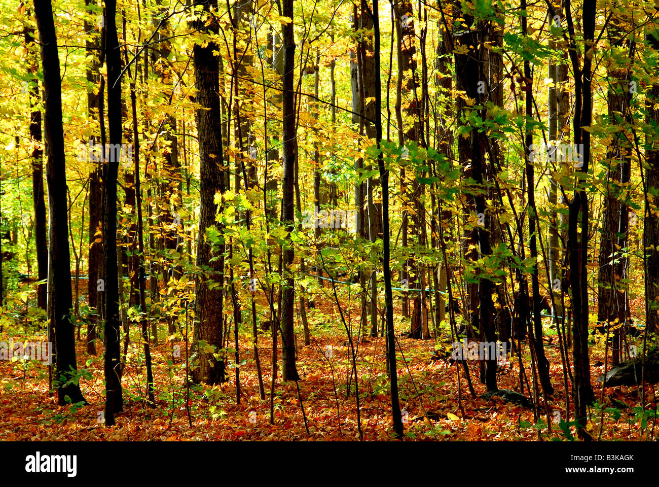 Forest path tall trees sunlight hi-res stock photography and images - Alamy