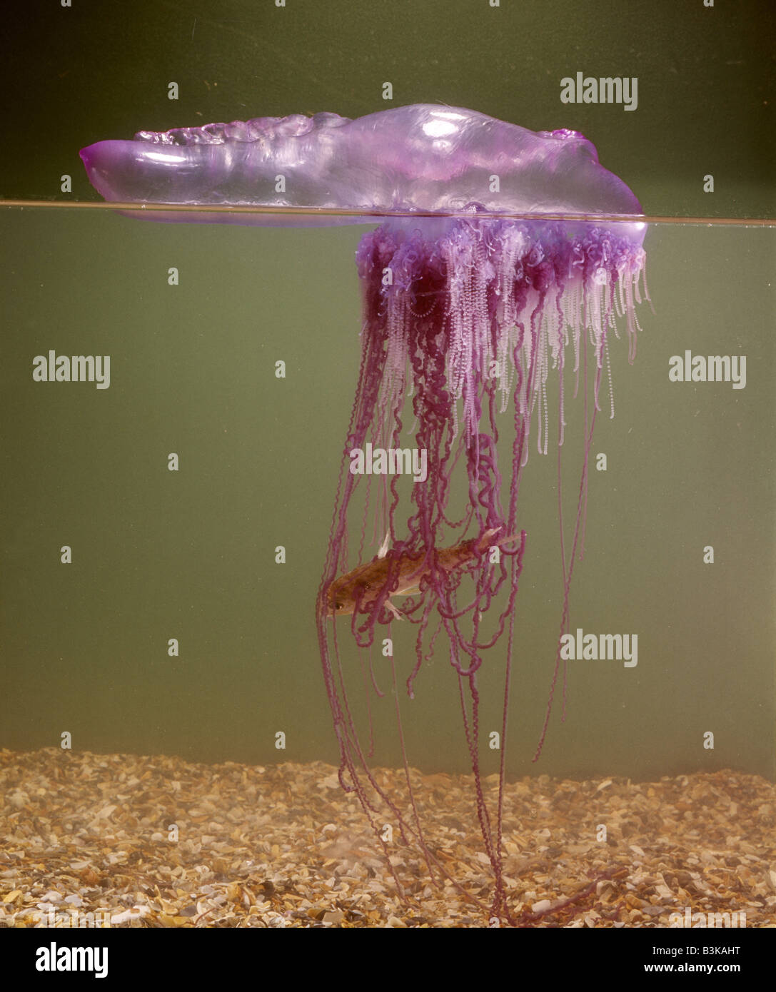 PORTUGUESE MANOFWAR (PHYSALIA PHYSALIS) GASFILLED FLOAT WITH TRAILING TENTACLES CONTAINING