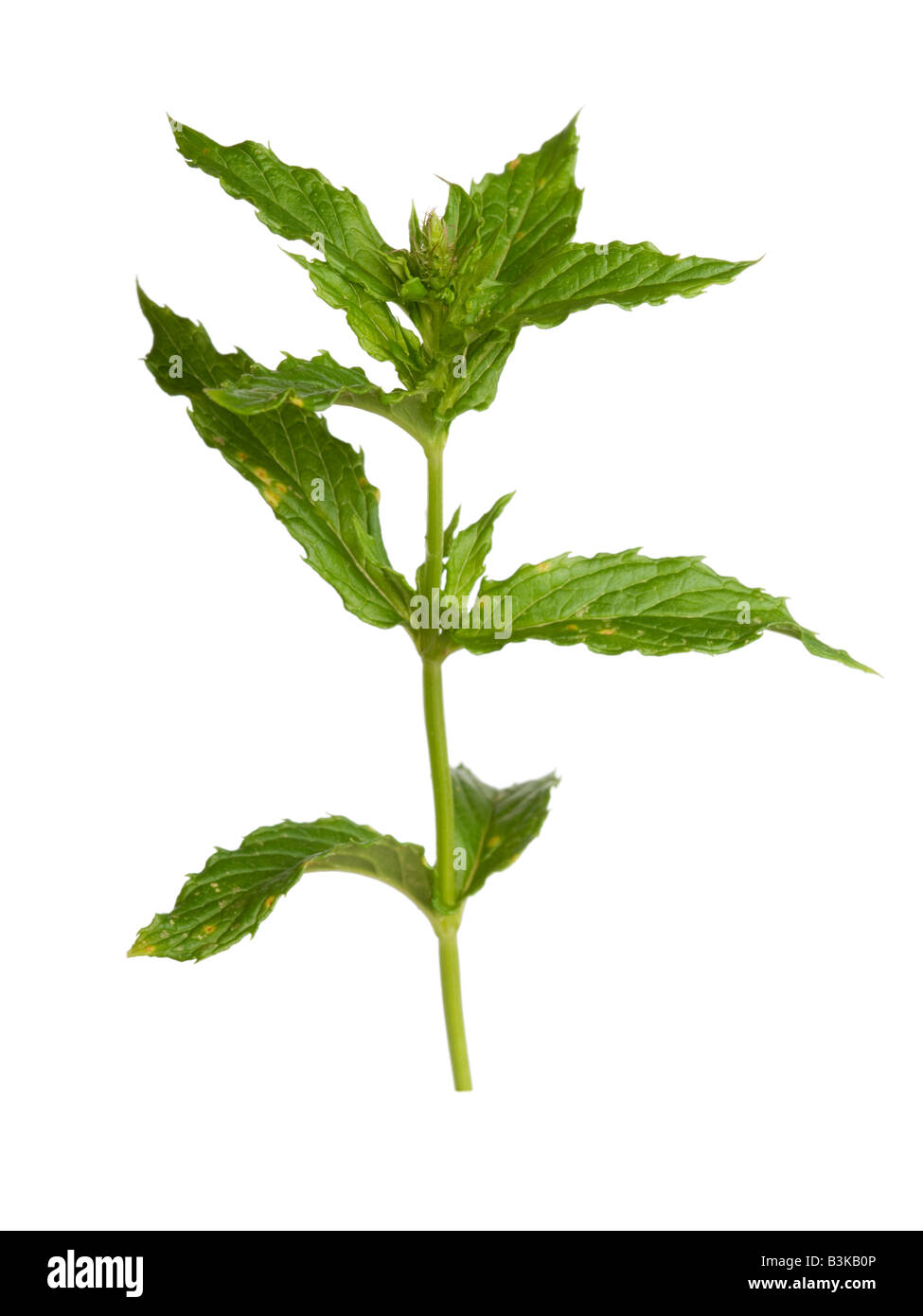 Mint leaves herb Stock Photo