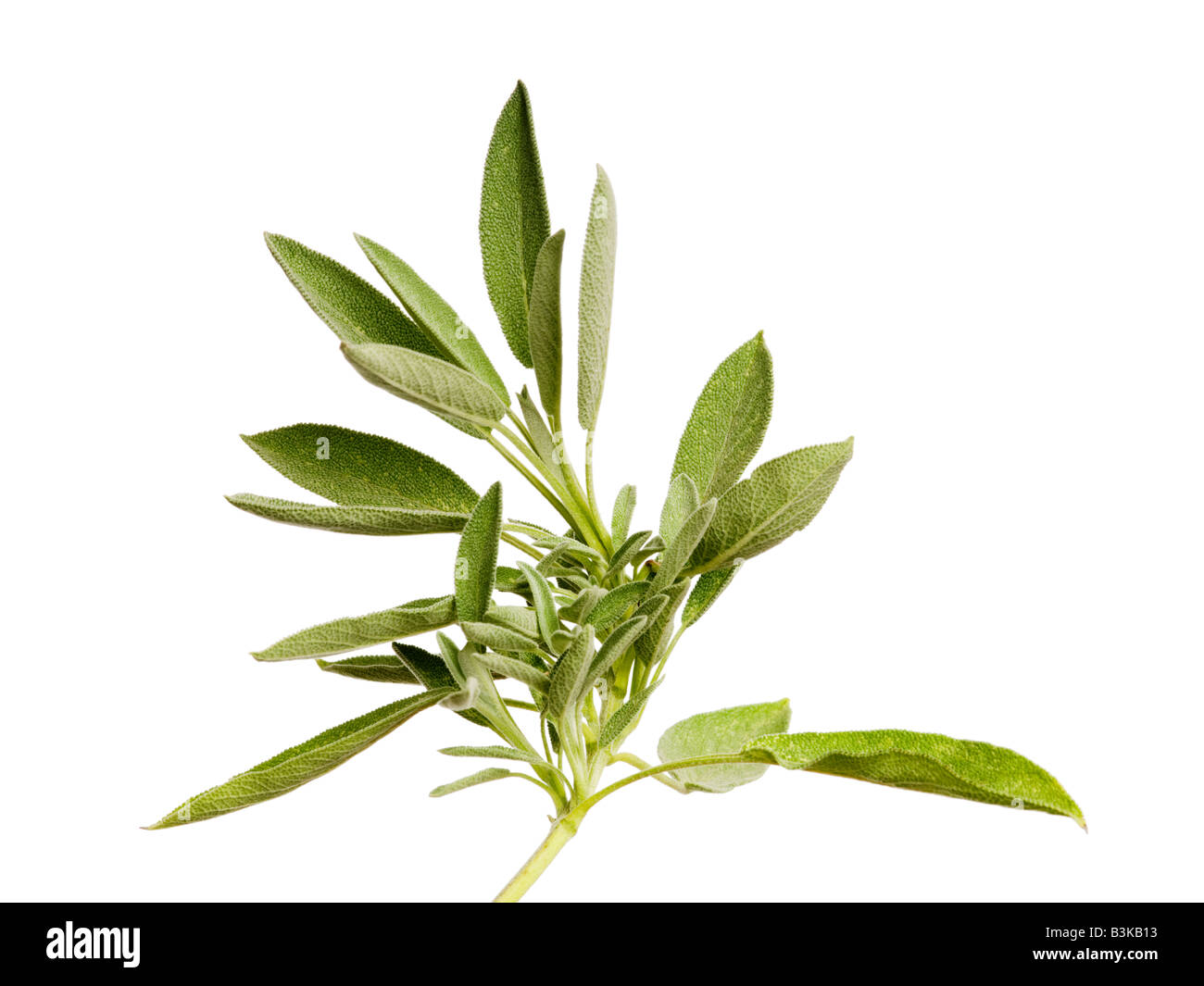 Sage leaves herb Stock Photo Alamy