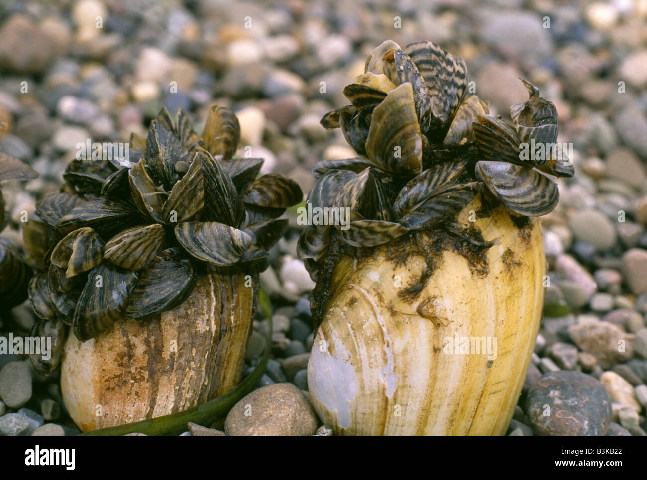 Zebra mussels hires stock photography and images Alamy