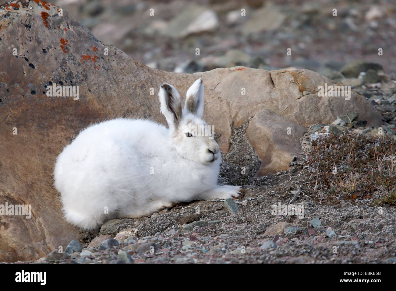 An arctic hare (Lepus arcticus) sits behind the shelter of a rock in Quttinirpaaq National Park on Ellesmere Island, Nunavut, Canada. Stock Photo