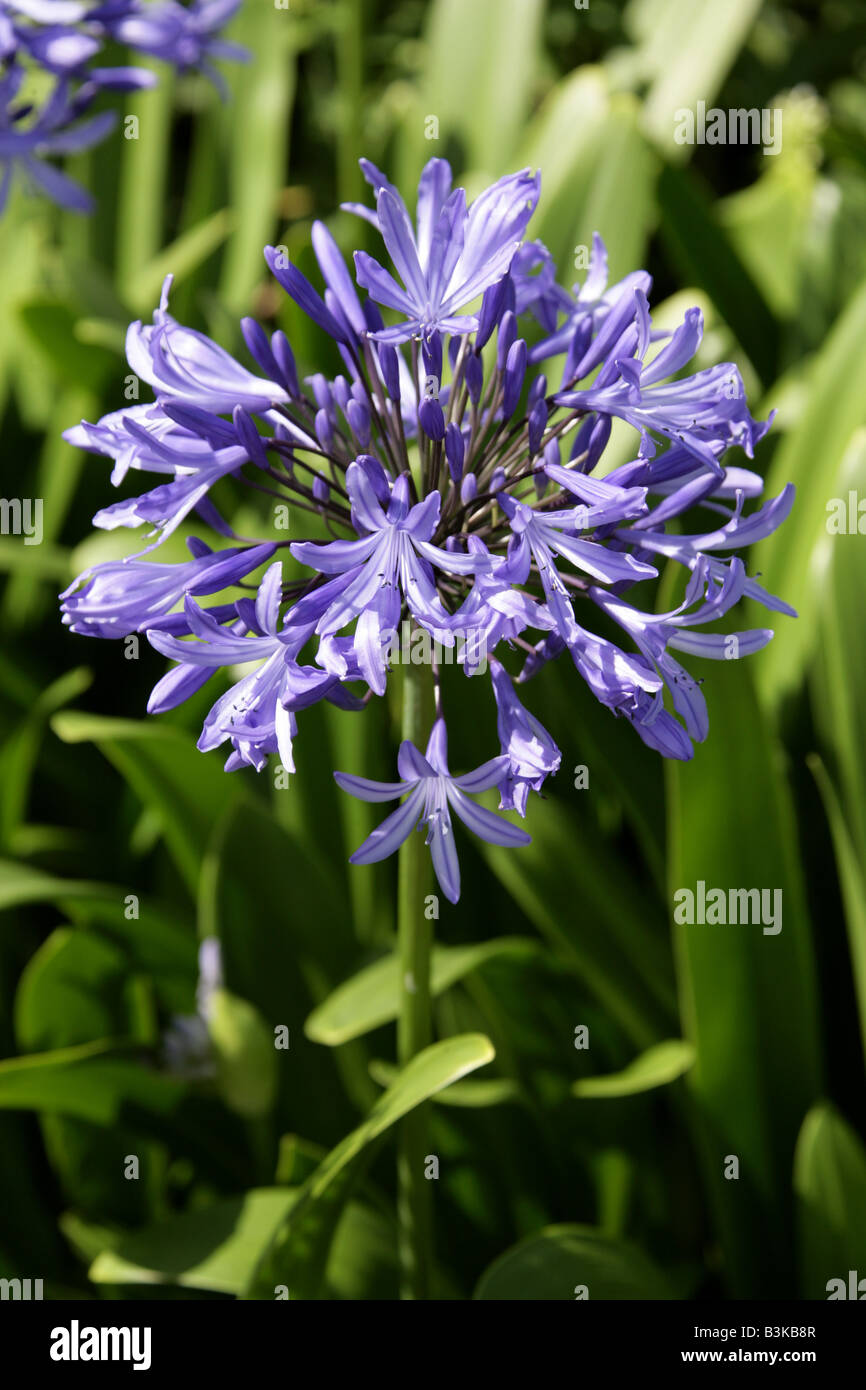 African Lily Agapanthus africanus Stock Photo