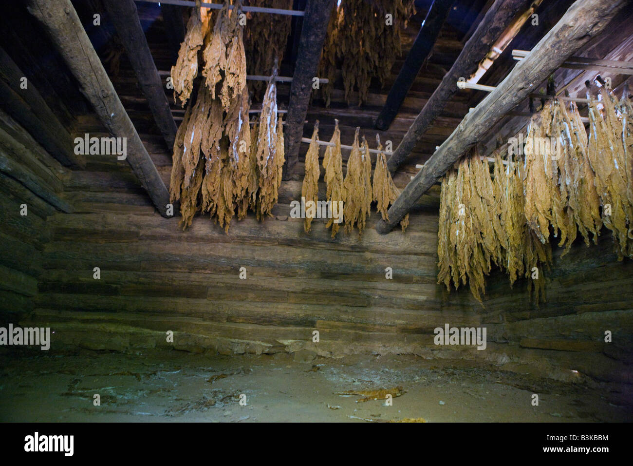 Tobacco hangs and dries inside the tobacco barn, Booker T. Washington National Monument, Hardy, Virginia Stock Photo