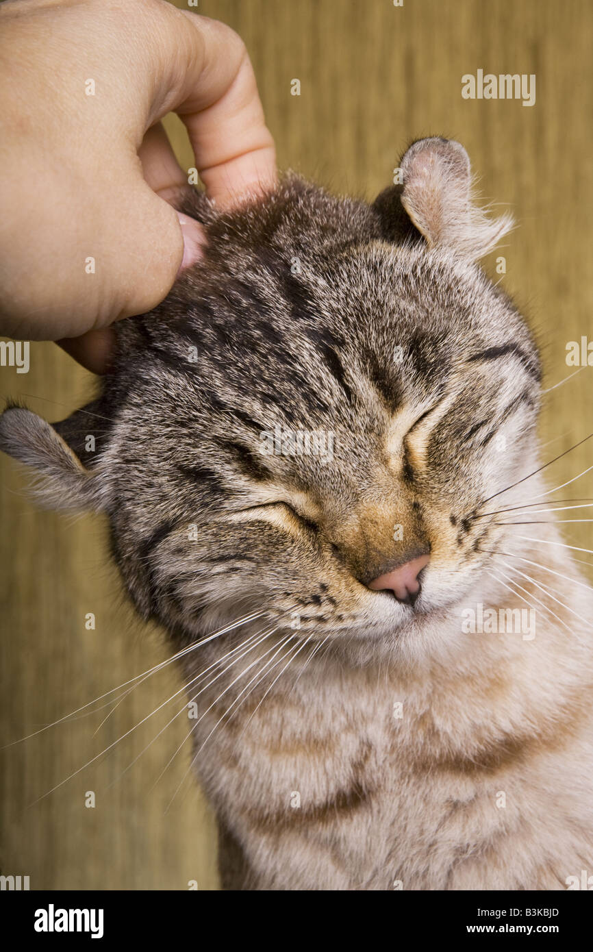 Highlander Cat being scratched on head Stock Photo