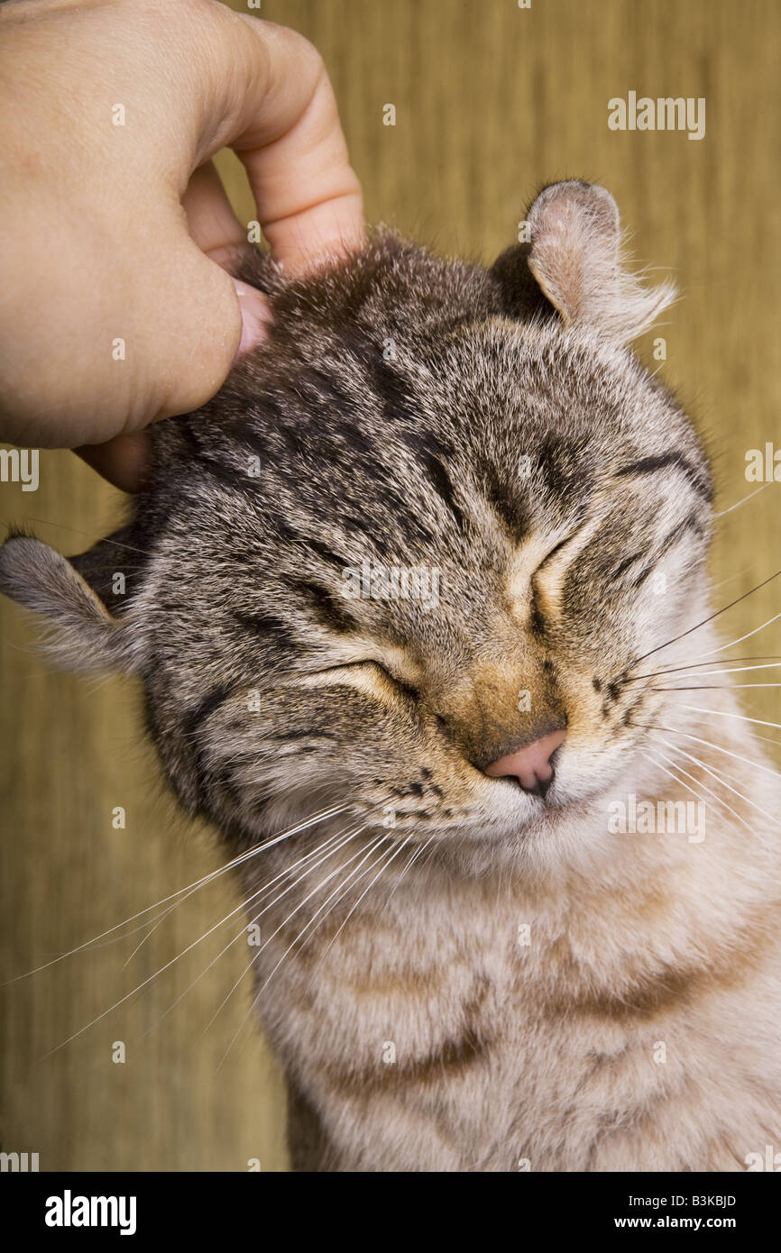 Scratched nose hires stock photography and images Alamy