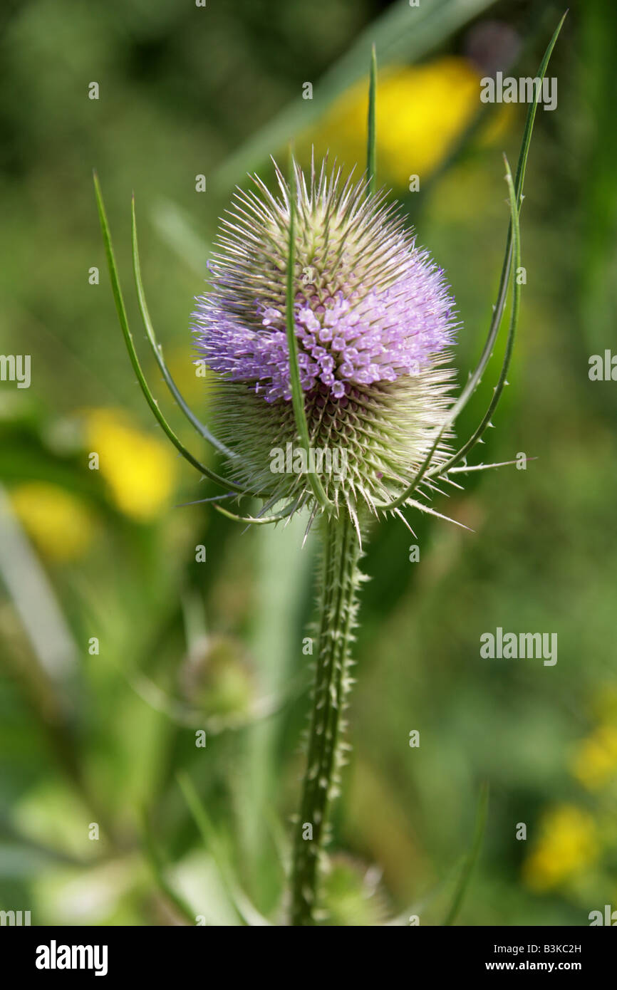 Teasel Dipsacus fullonum Dipsacaceae Stock Photo
