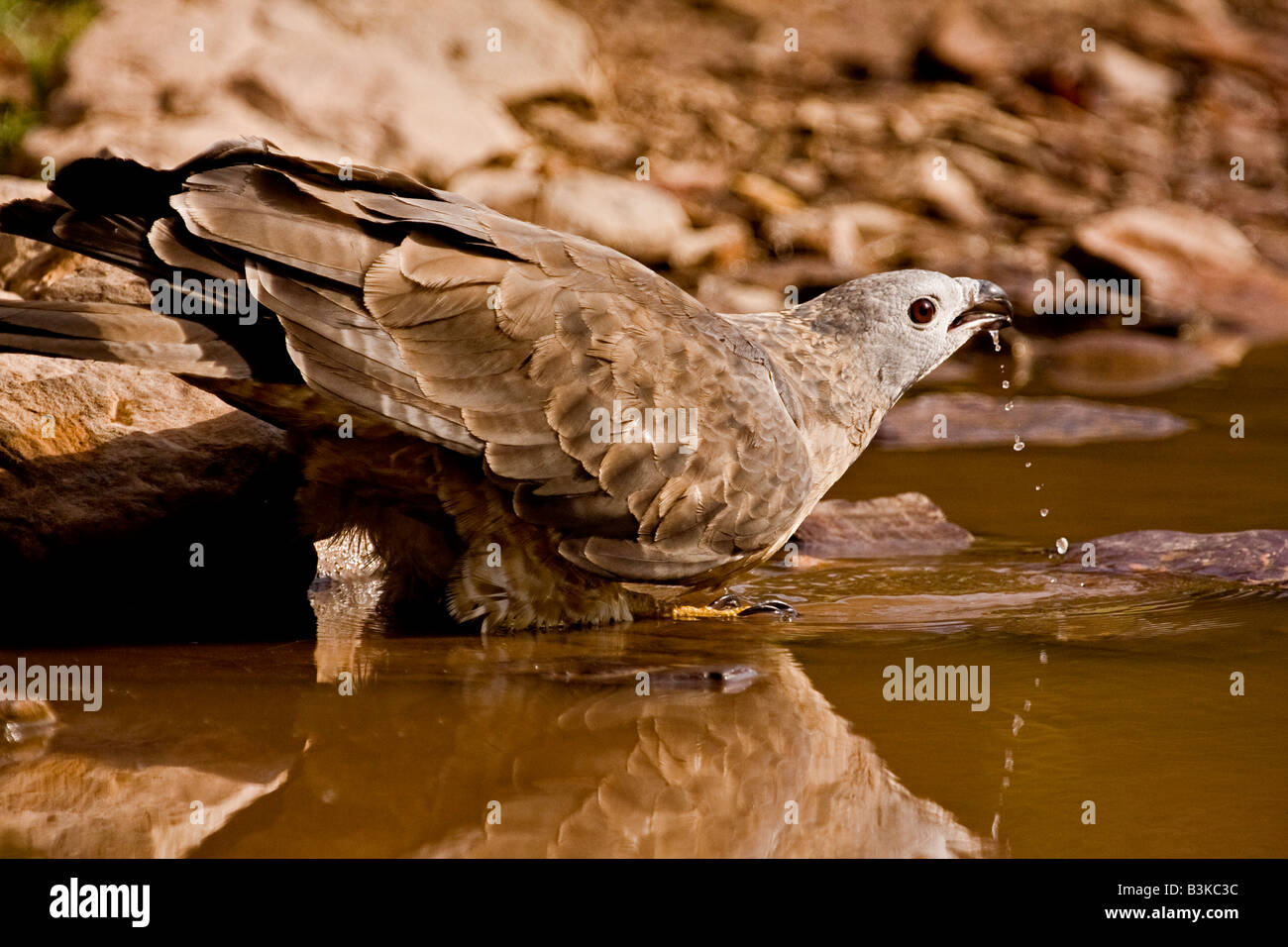 Oriental honey buzzard drinking from a forest pool in Ranthambore Stock Photo