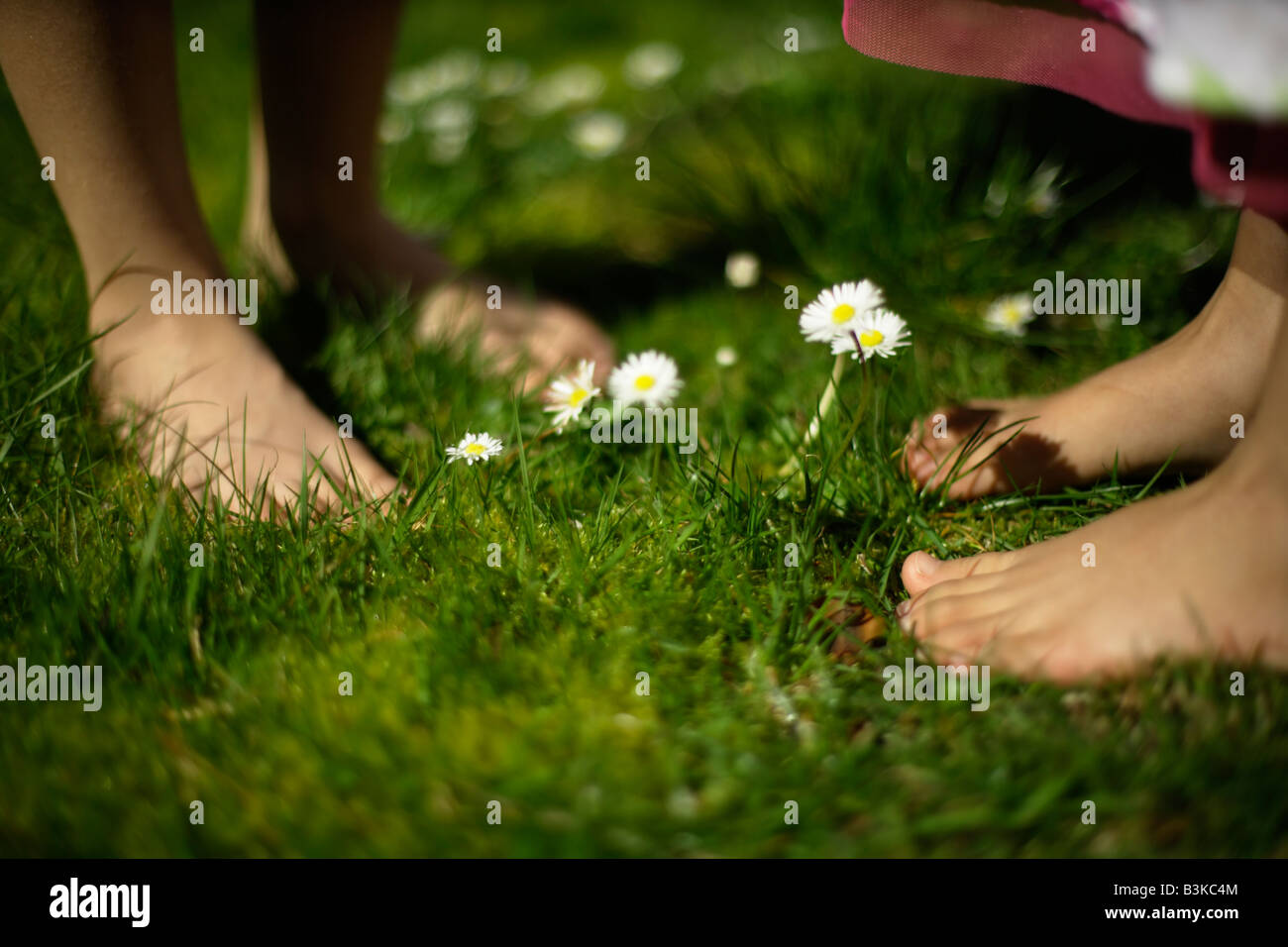 Six year old boy stands barefoot amongst daisies in lawn with his five year old sister Stock Photo