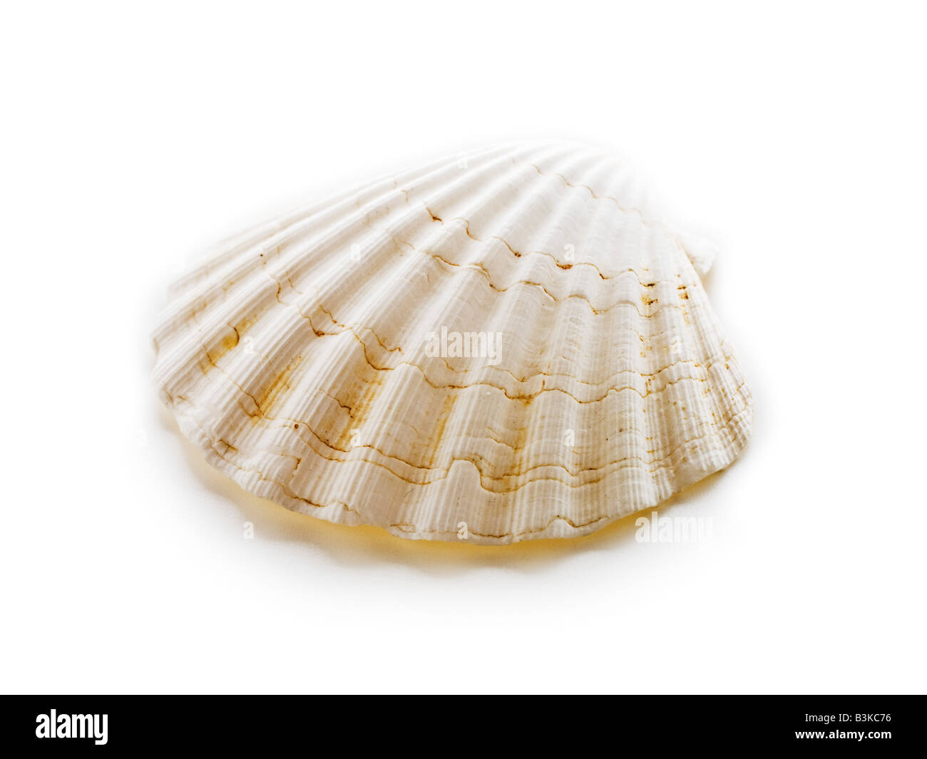 Sea shell clamp oyster Stock Photo