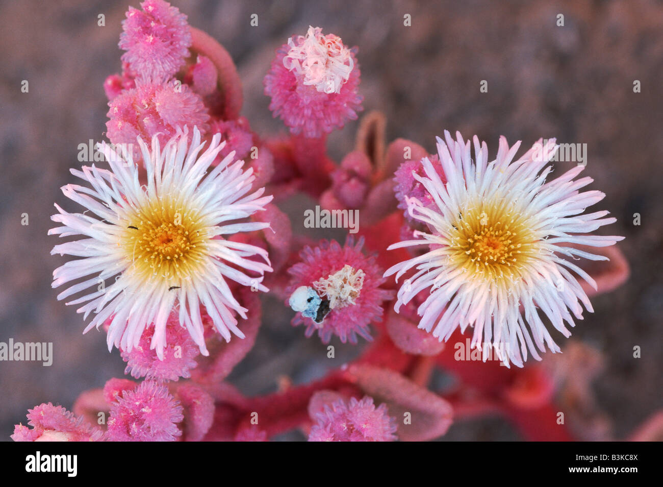 Mesembryanthemum Aizoaceae blooming Namib Desert Namibia Africa Stock Photo