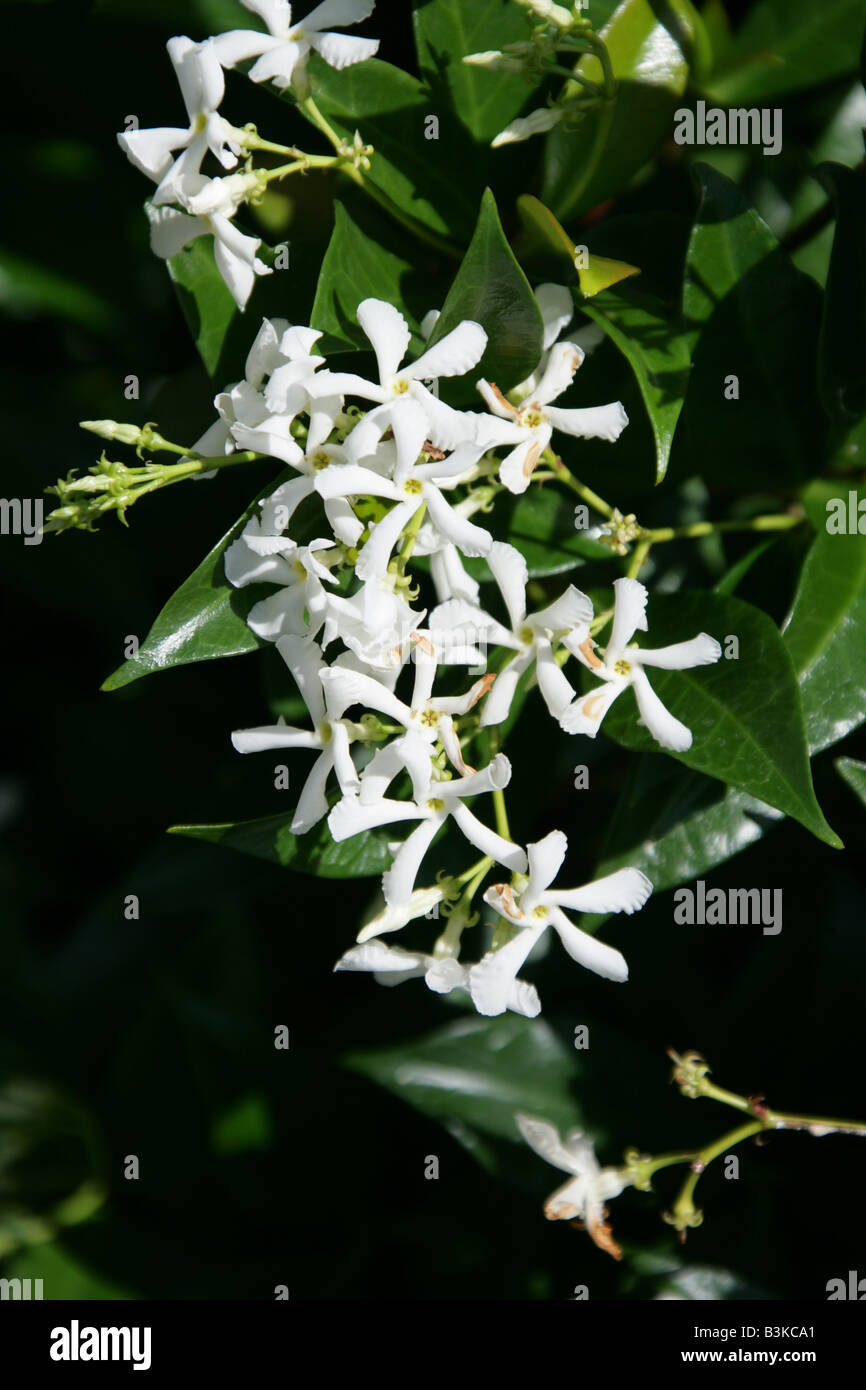 Jasmine or Jessamine, Jasminum officinale, Oleaceae. Old World Scented Climbing Plant. Stock Photo