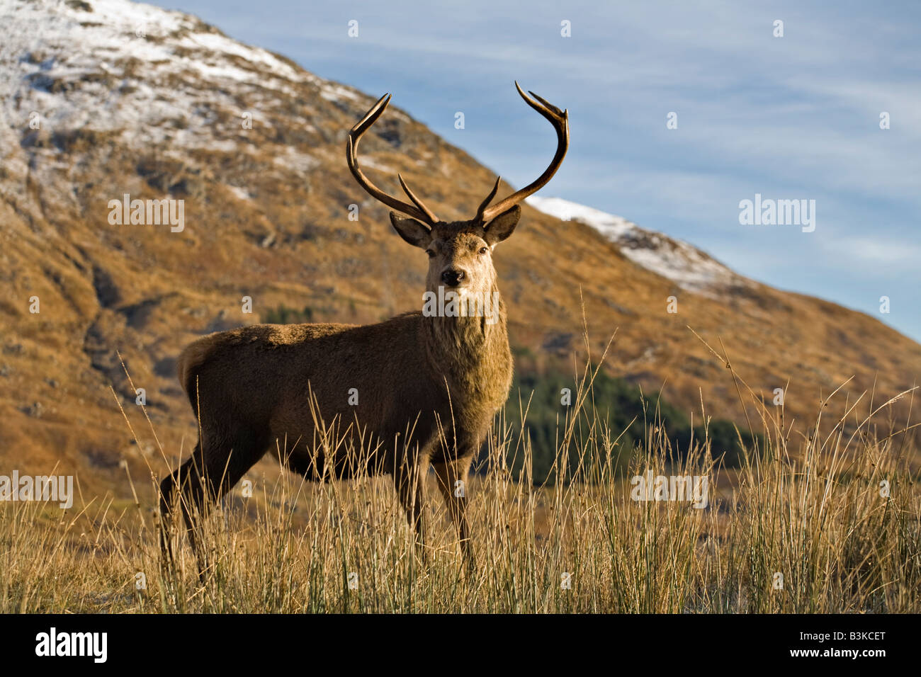 Red Stag, Highlands, Scotland Stock Photo