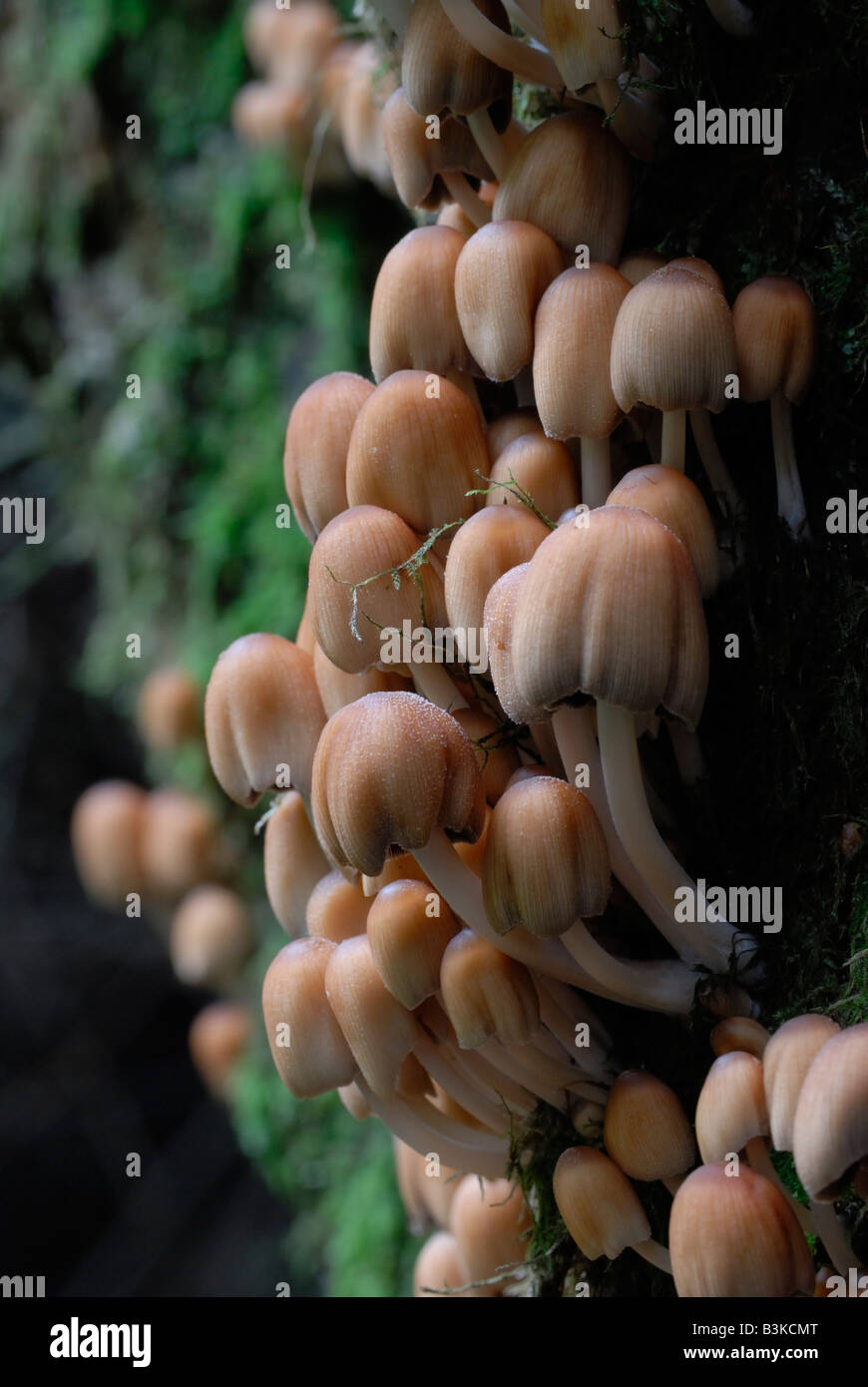 Funghi growing on the trunk of a tree Stock Photo