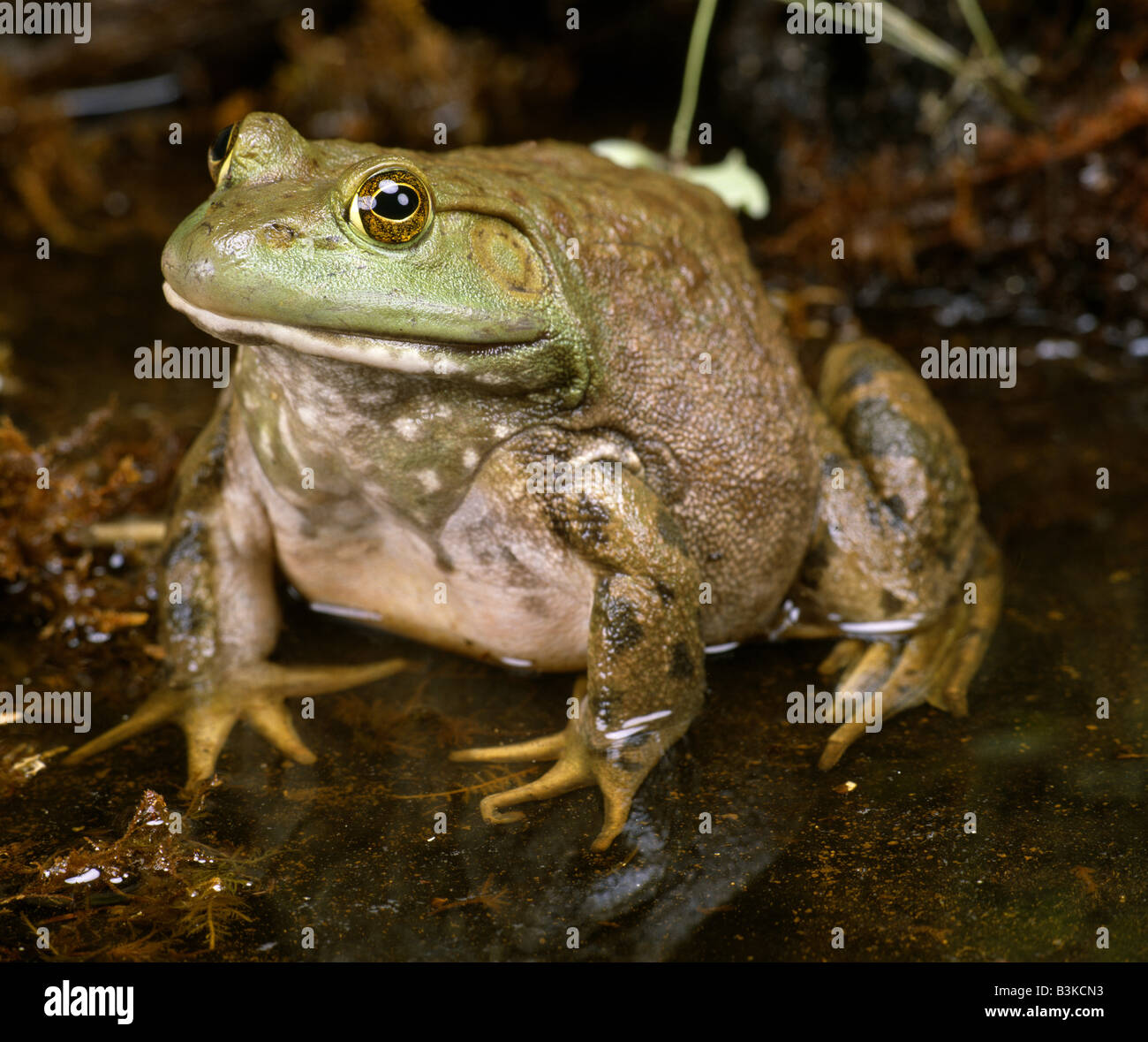 Webbed hind feet hi-res stock photography and images - Alamy