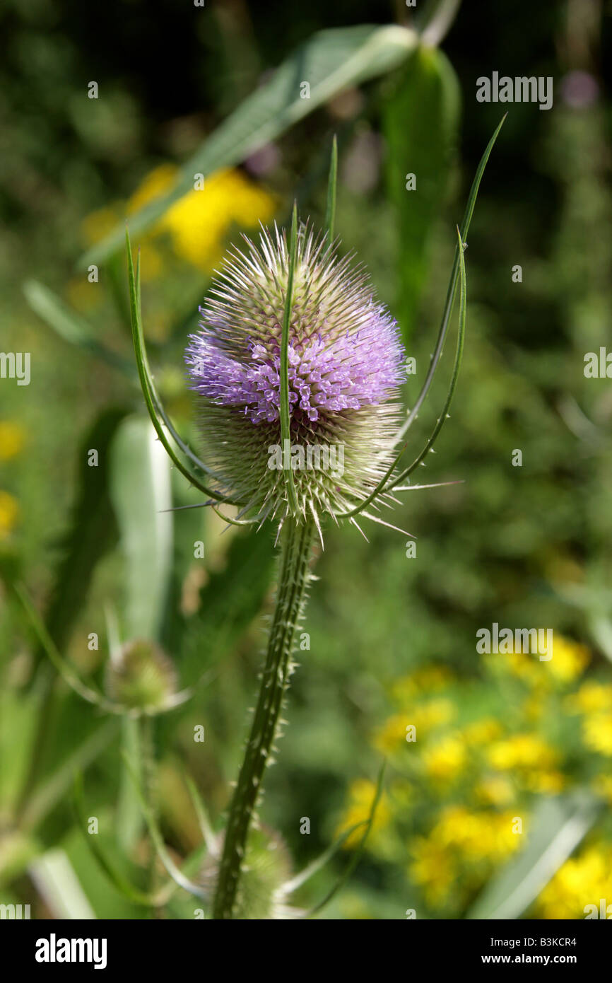 Teasel Dipsacus fullonum Dipsacaceae Stock Photo