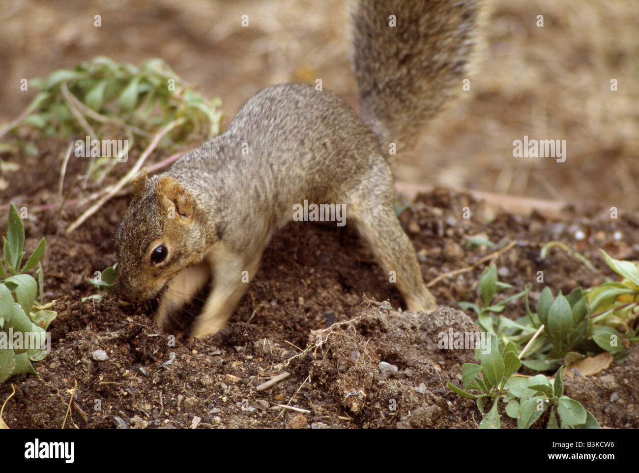 CLOSEUP OF SQUIRREL DIGGING HOLE / RANCHO CORDOVA, CALIFORNIA Stock