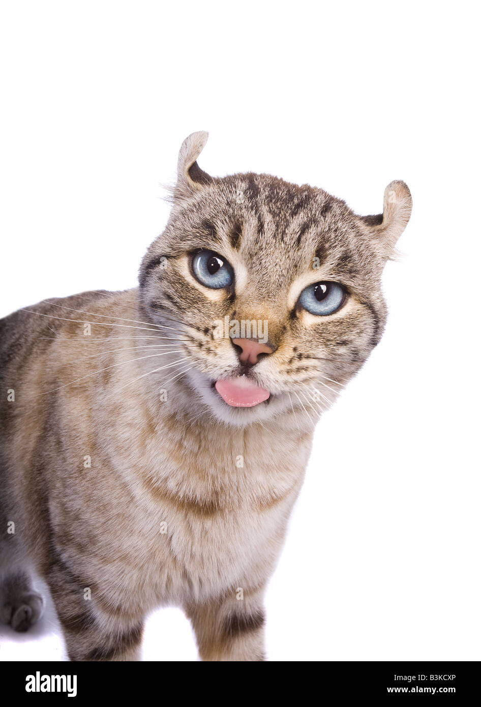 Highlander cat with bad attitude sticking tongue out isolated on white background Stock Photo