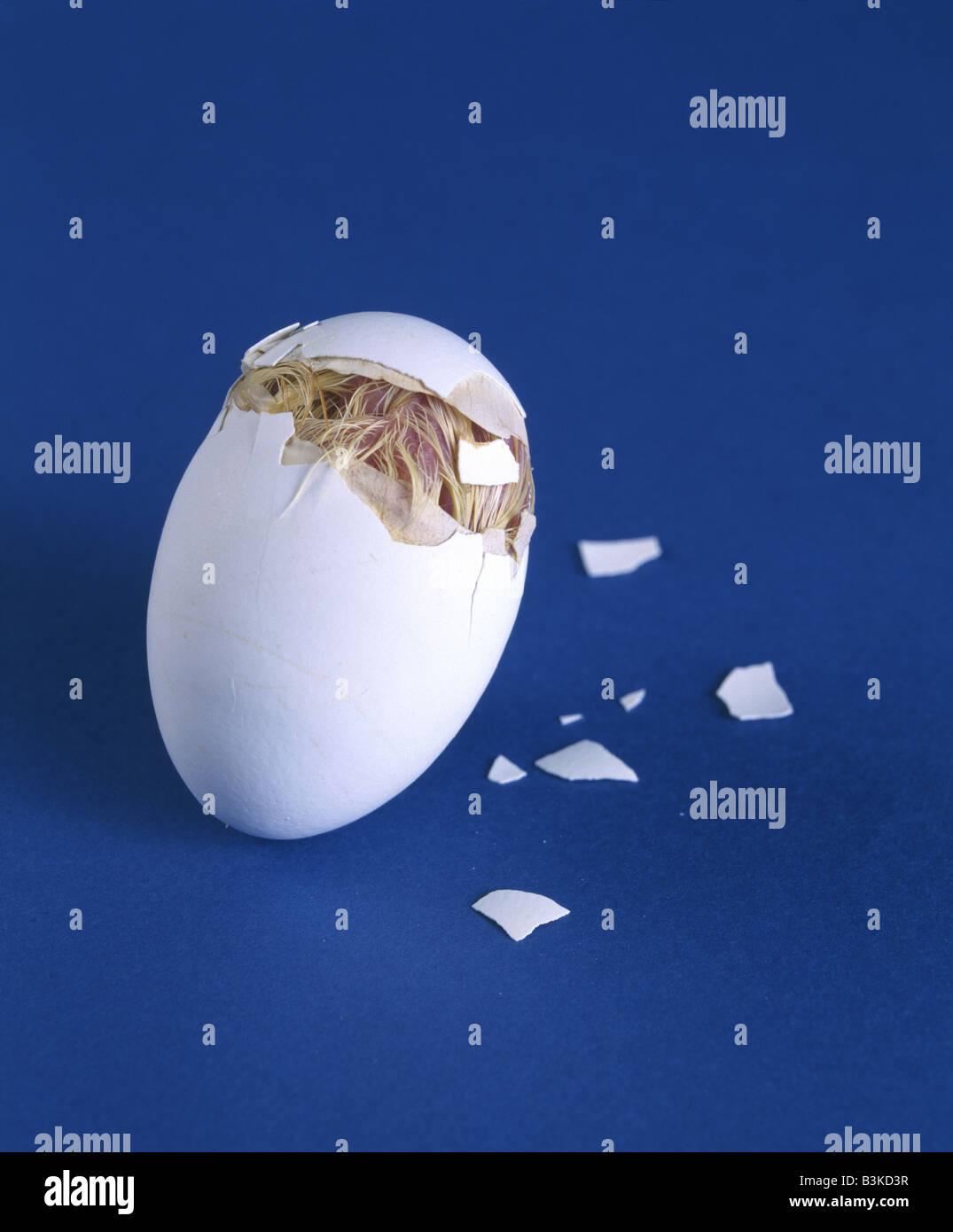 CHICK HATCHING EGG TOOTH BEING USED TO OPEN EGG SHELL PIPPING / STUDIO