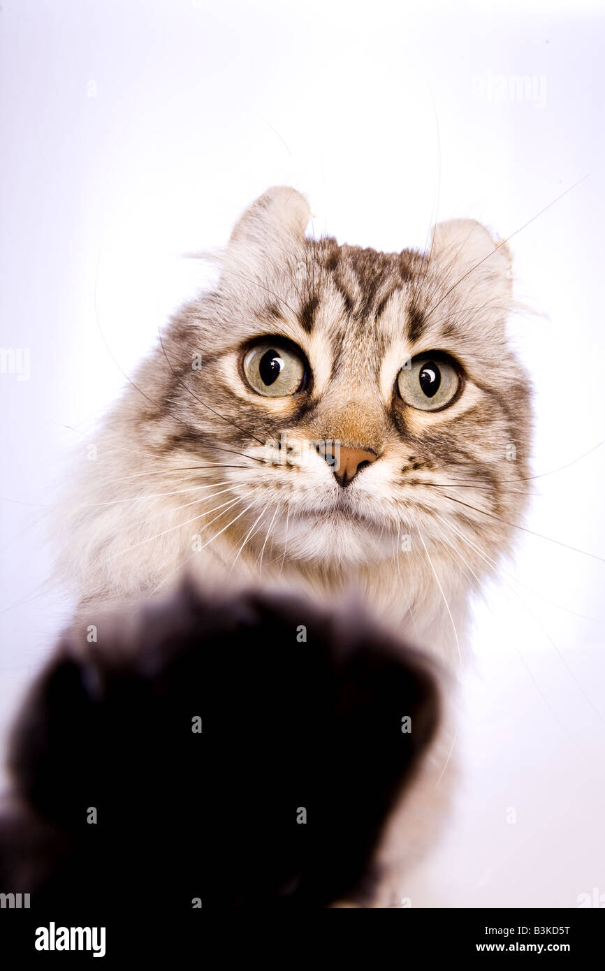 Cat puts paw on you isolated on white background Stock Photo Alamy