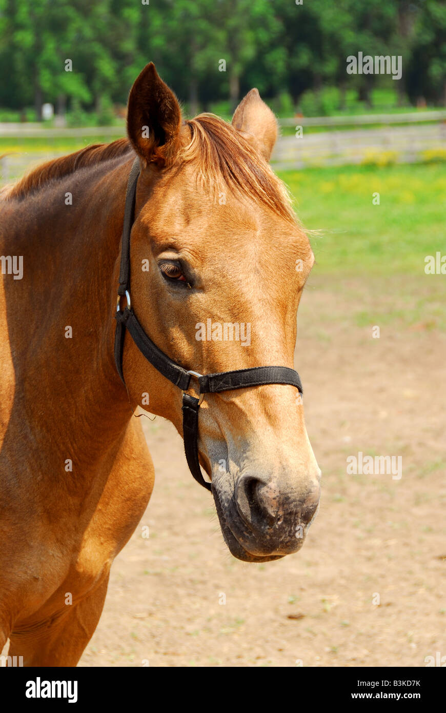 Portrait of a beautiful brown horse at summer ranch Stock Photo