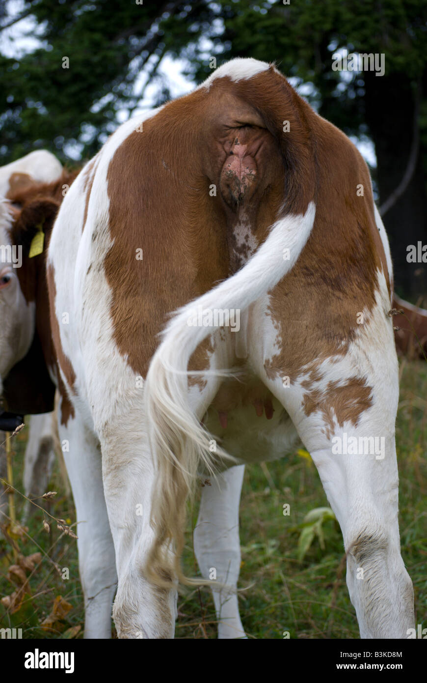 Rear end of a dairy cow Stock Photo