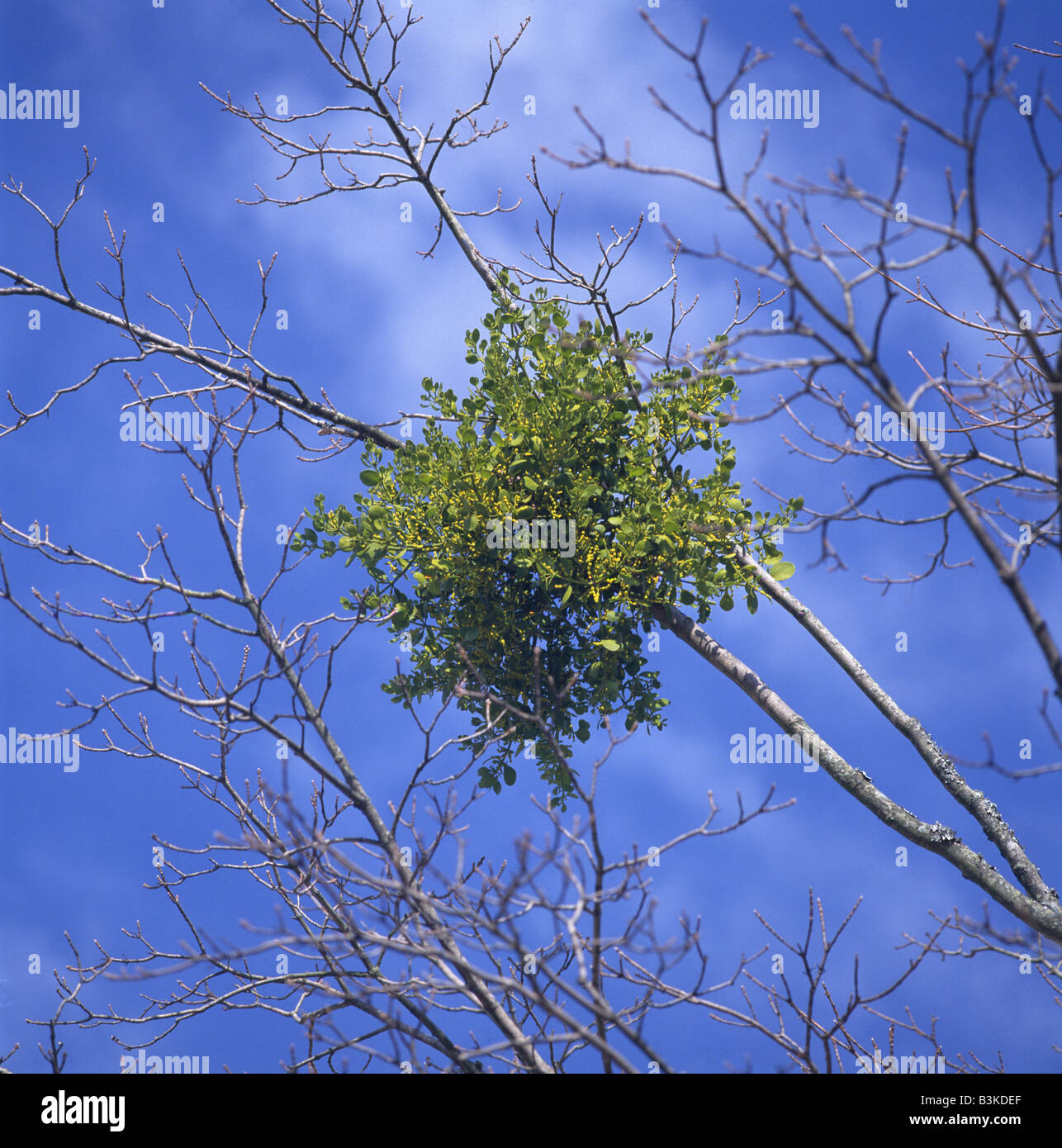 CLOSE-UP OF MISTLETOE (PHORADENDRON SEROTINUM)  IN TREE / GEORGIA Stock Photo